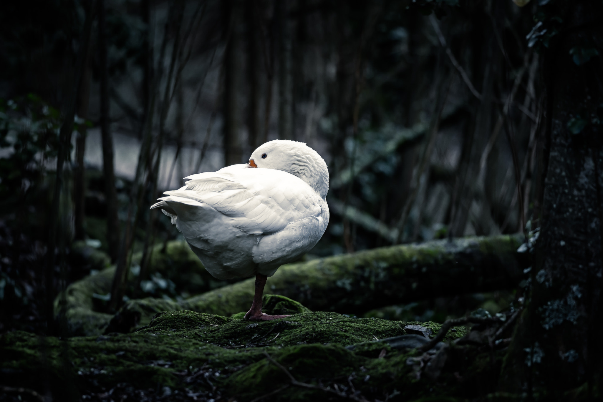 Nikon D3S + Nikon AF-S Nikkor 300mm F4D ED-IF sample photo. White goose photography