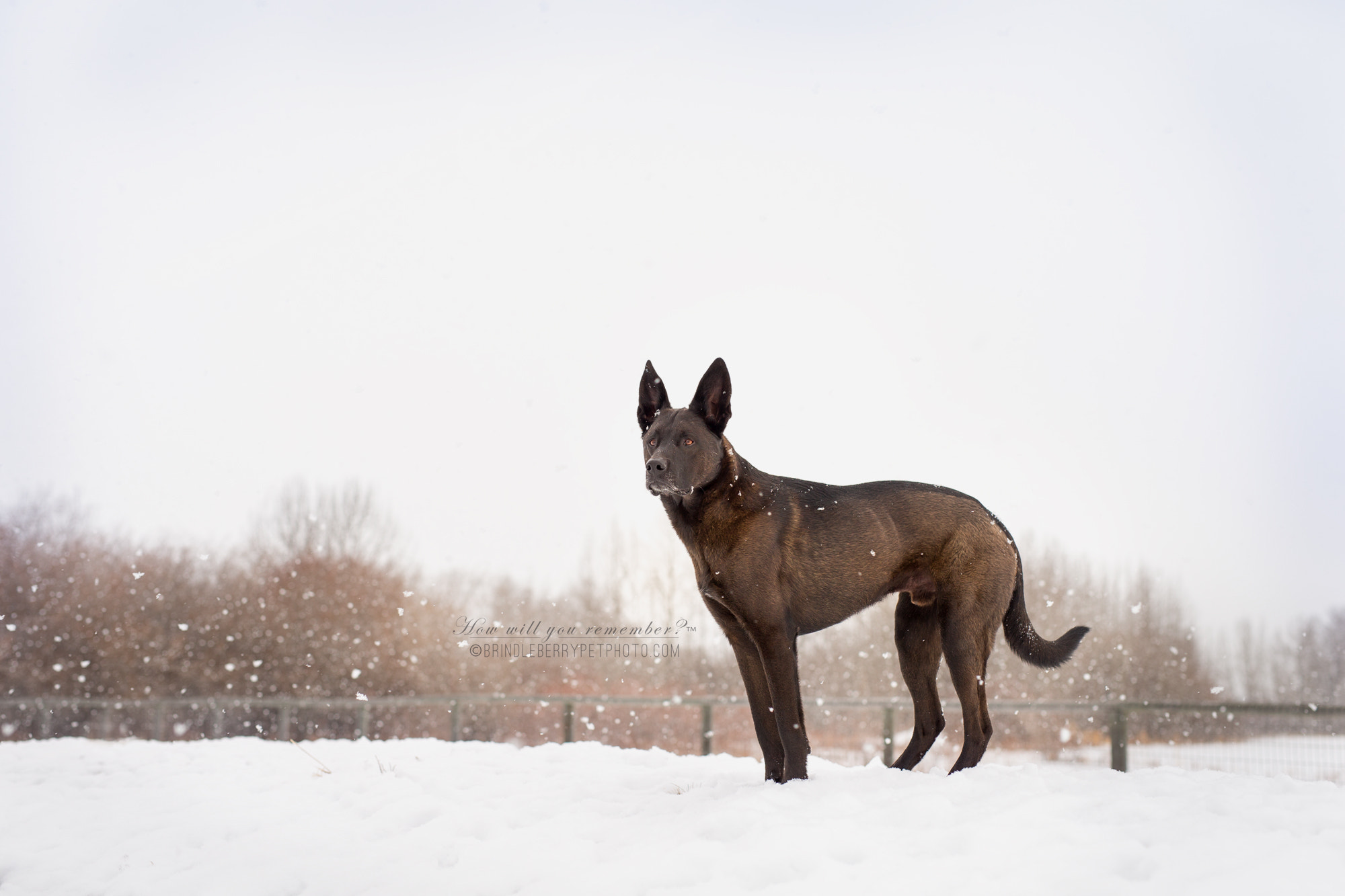 Sigma 50mm F1.4 EX DG HSM sample photo. Keeping watch photography
