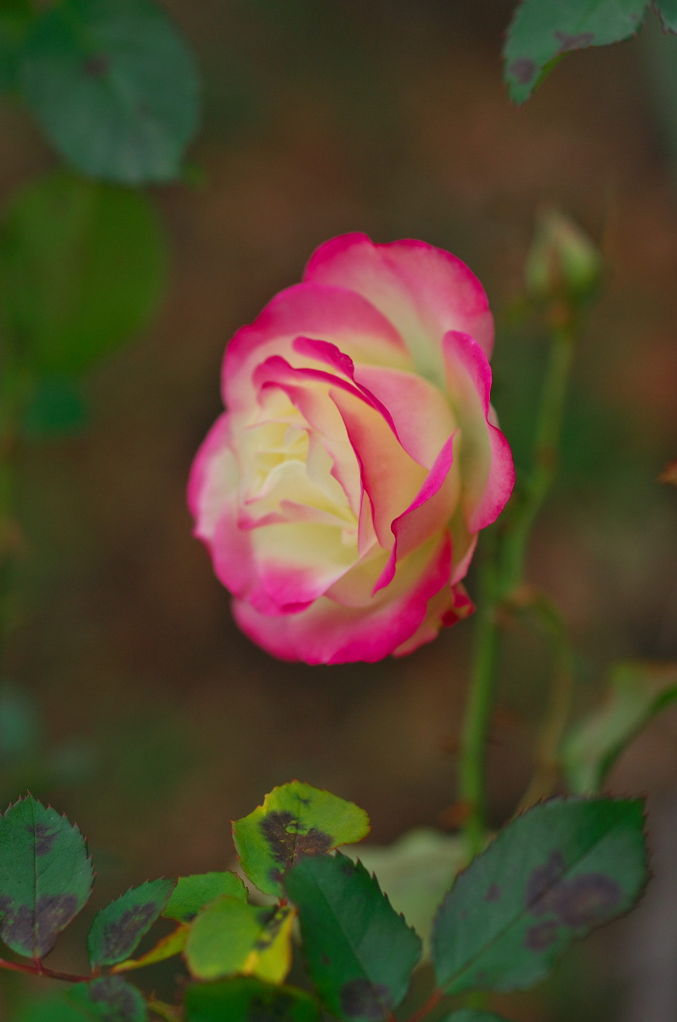 Pentax K-5 sample photo. Rose ２０１２・１２・２４ photography