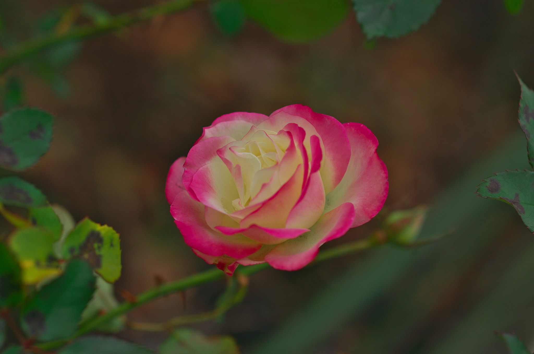 Pentax K-5 sample photo. Roses photography