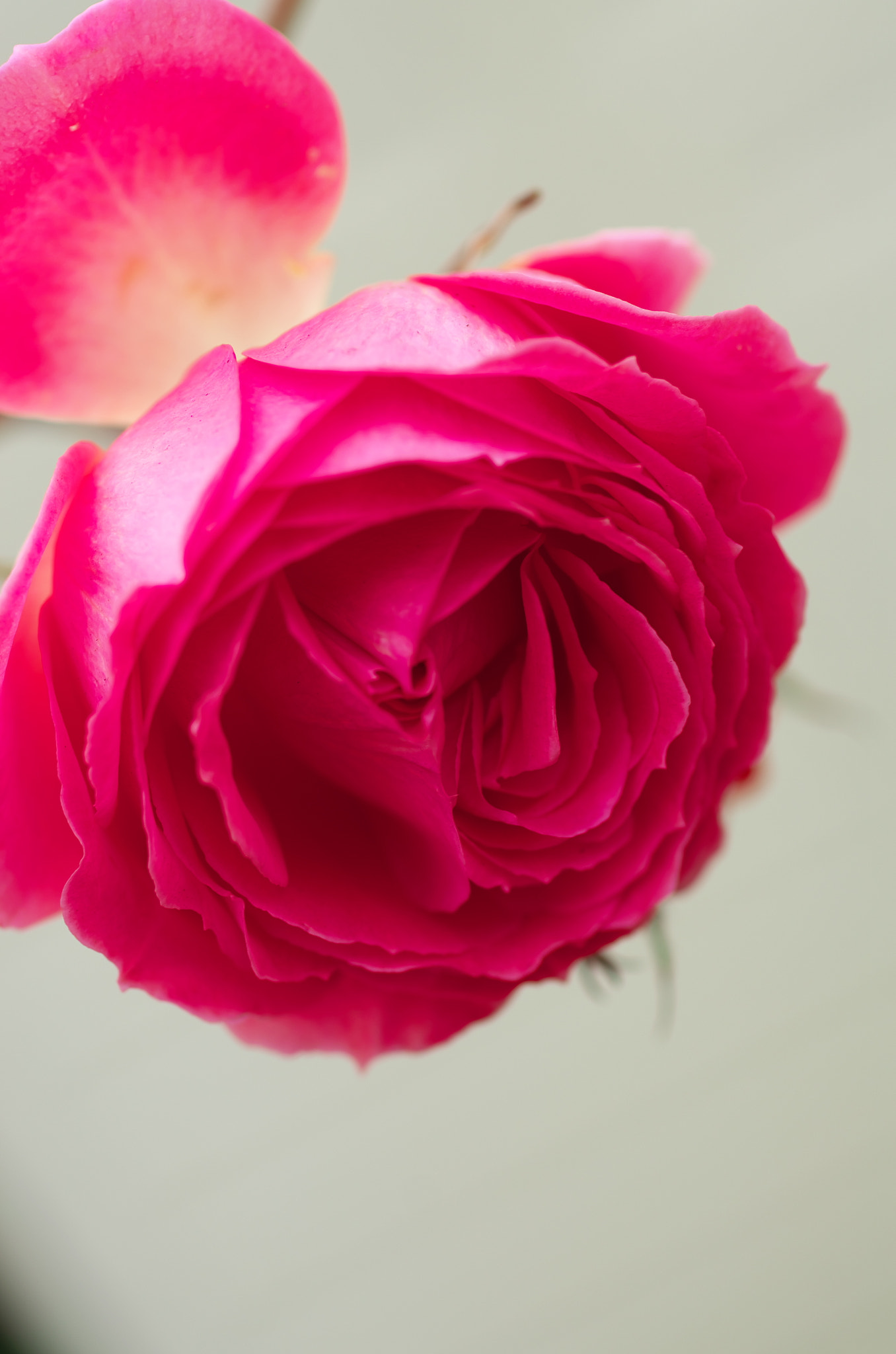 Pentax K-5 sample photo. Roses photography