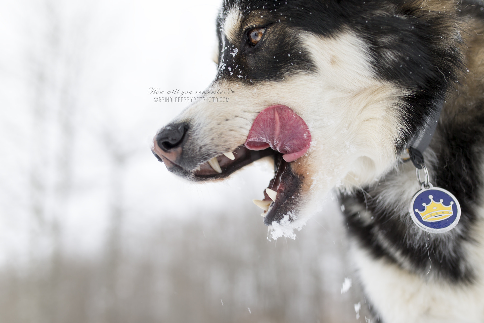 Sigma 35mm F1.4 DG HSM Art sample photo. Tasty morsel photography