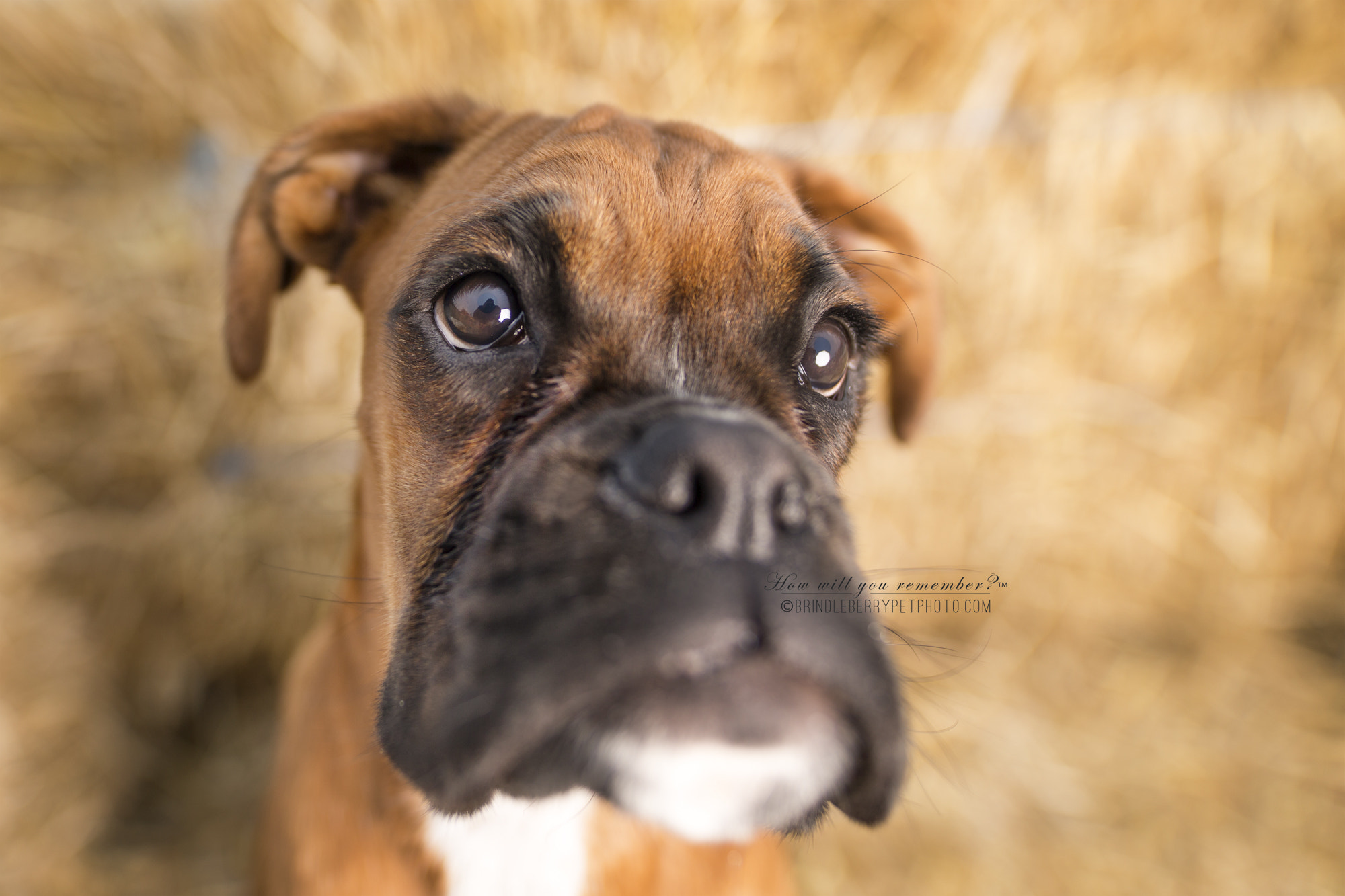 Sigma 20mm F1.4 DG HSM Art sample photo. Pebbles as pinocchio photography