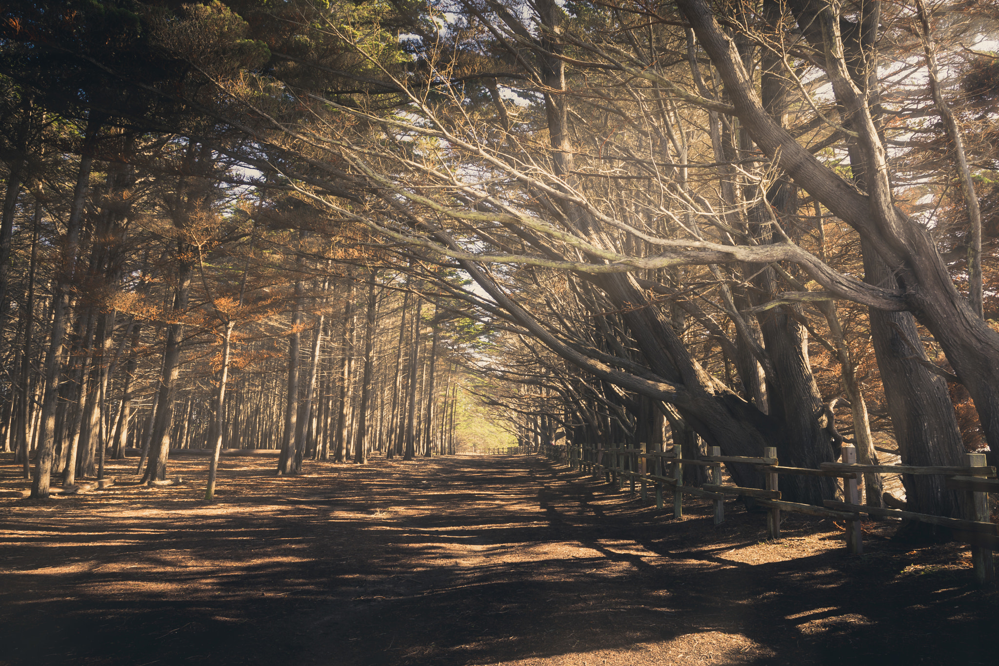 Sigma 17-70mm F2.8-4 DC Macro OS HSM | C sample photo. Tree tunnel photography