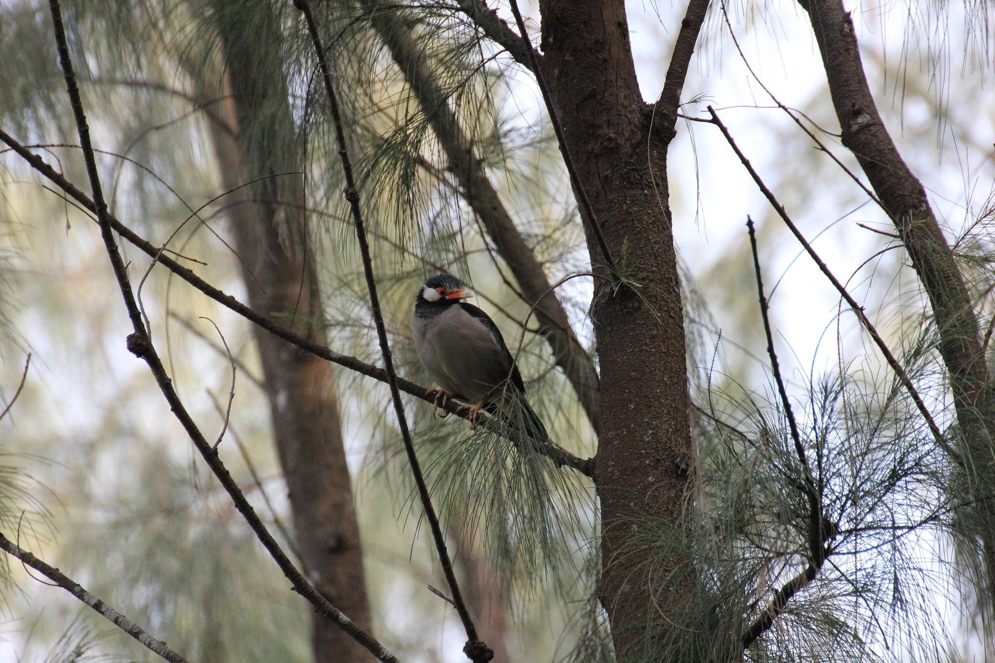 Tamron SP 35mm F1.8 Di VC USD sample photo. Asian pied starling photography