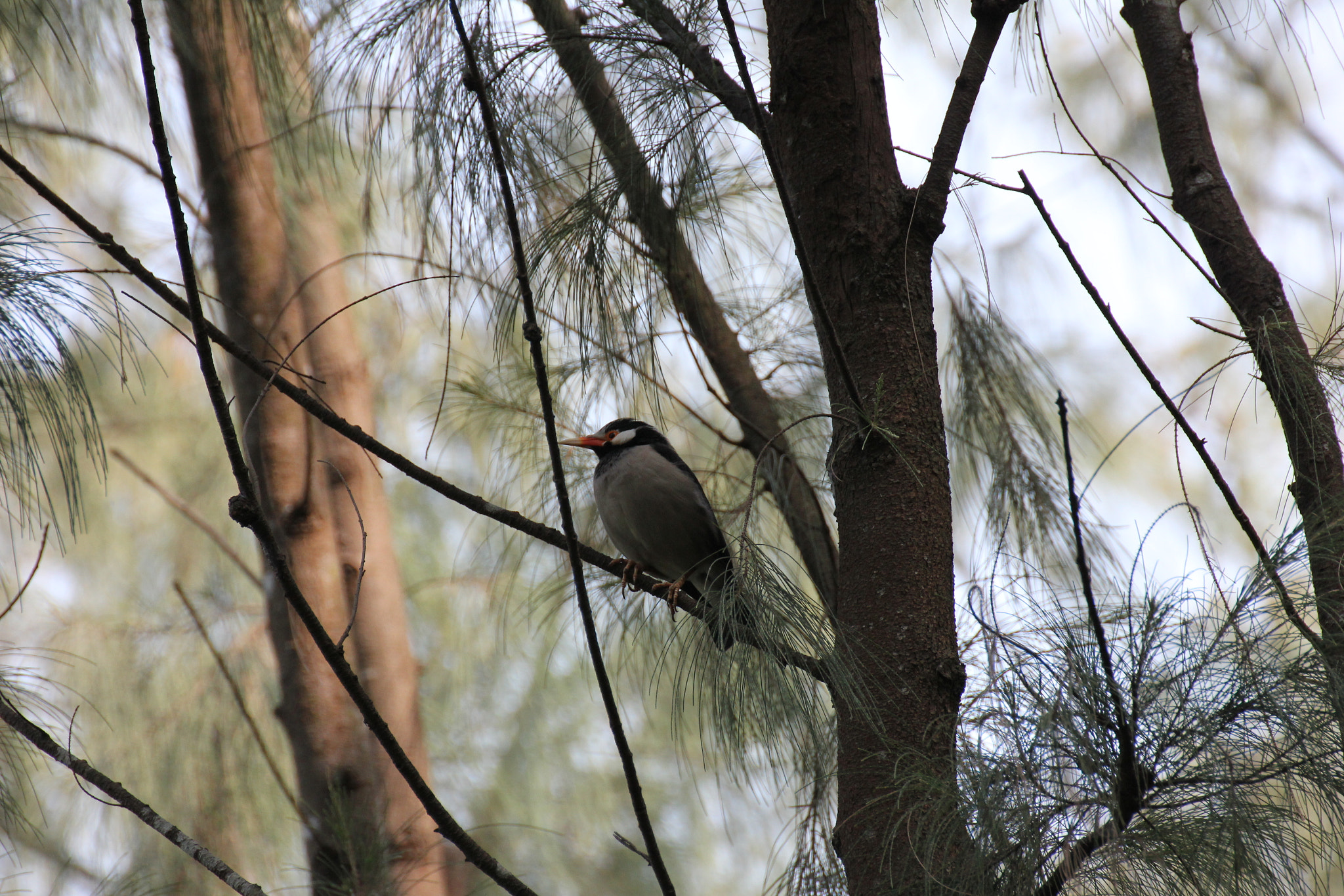 Tamron SP 35mm F1.8 Di VC USD sample photo. Asian pied starling photography