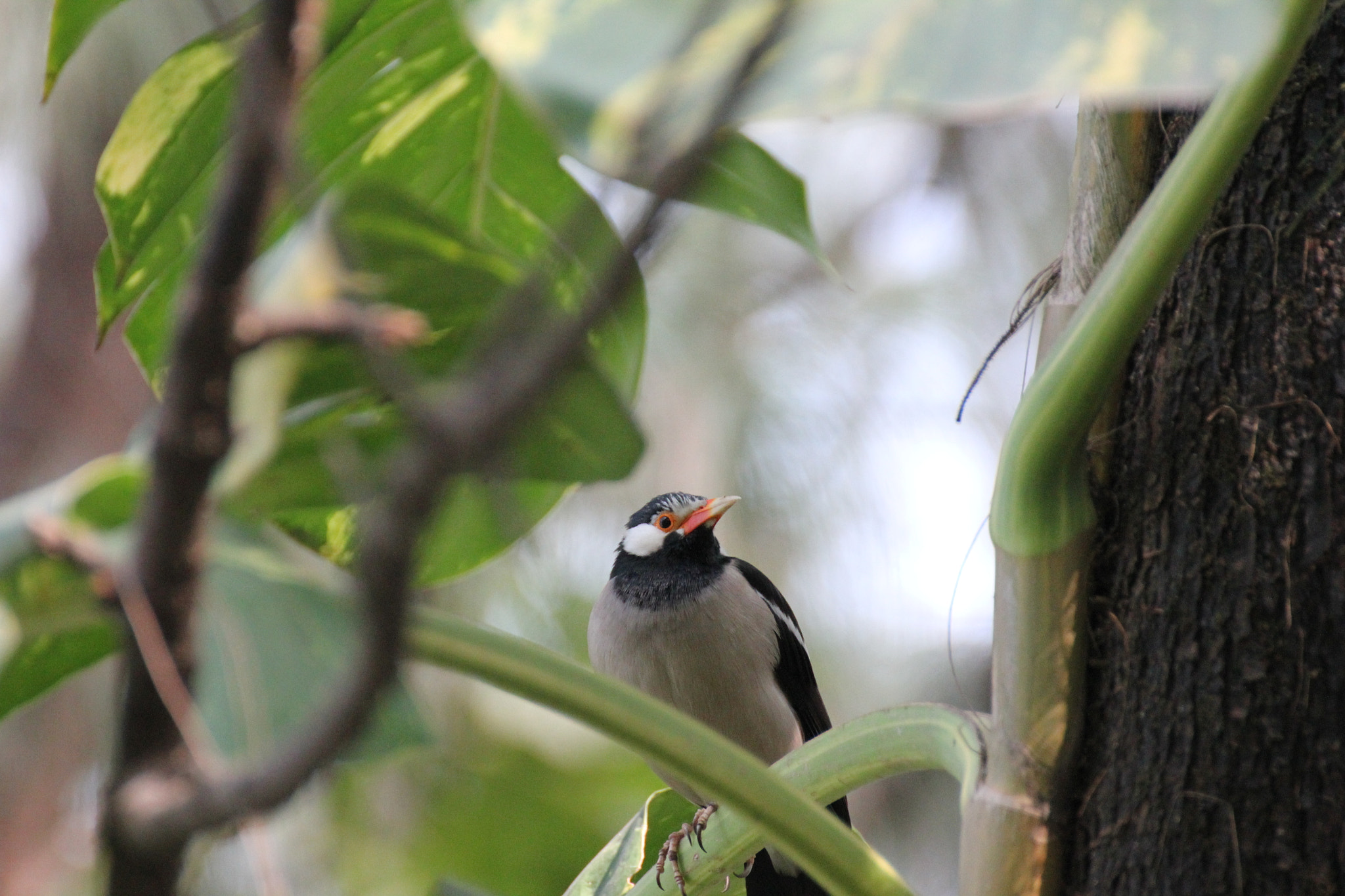 Tamron SP 35mm F1.8 Di VC USD sample photo. Asian pied starling photography