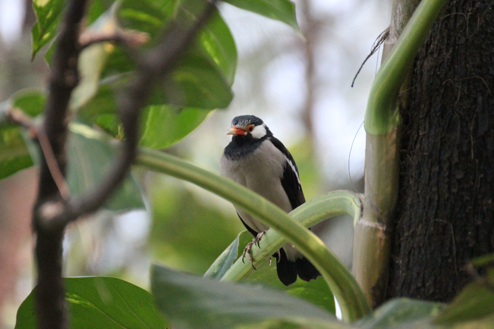 Tamron SP 35mm F1.8 Di VC USD sample photo. Asian pied starling photography