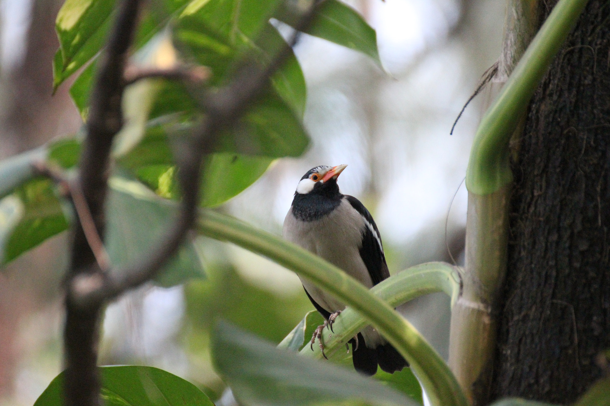 Tamron SP 35mm F1.8 Di VC USD sample photo. Asian pied starling photography