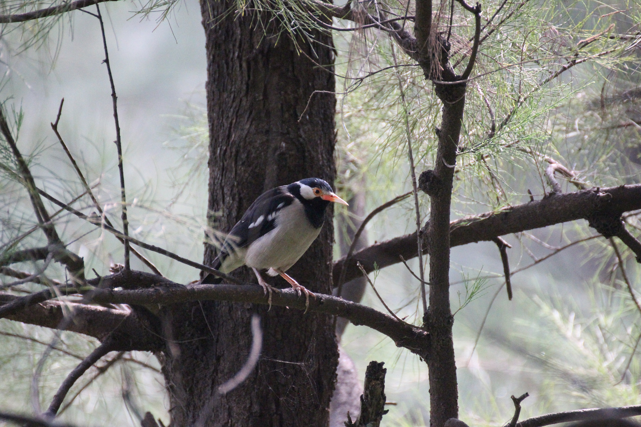 Tamron SP 35mm F1.8 Di VC USD sample photo. Asian pied starling photography