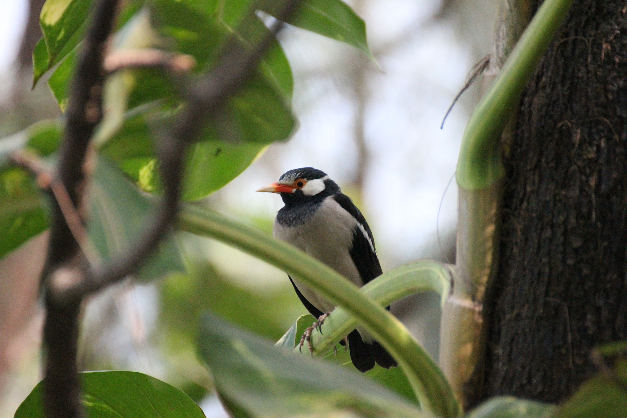 Tamron SP 35mm F1.8 Di VC USD sample photo. Asian pied starling photography