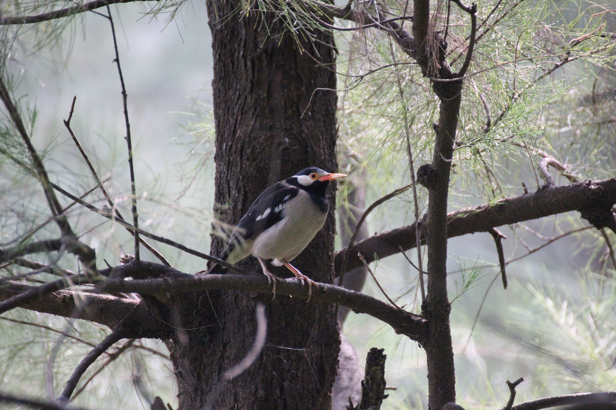 Tamron SP 35mm F1.8 Di VC USD sample photo. Asian pied starling photography