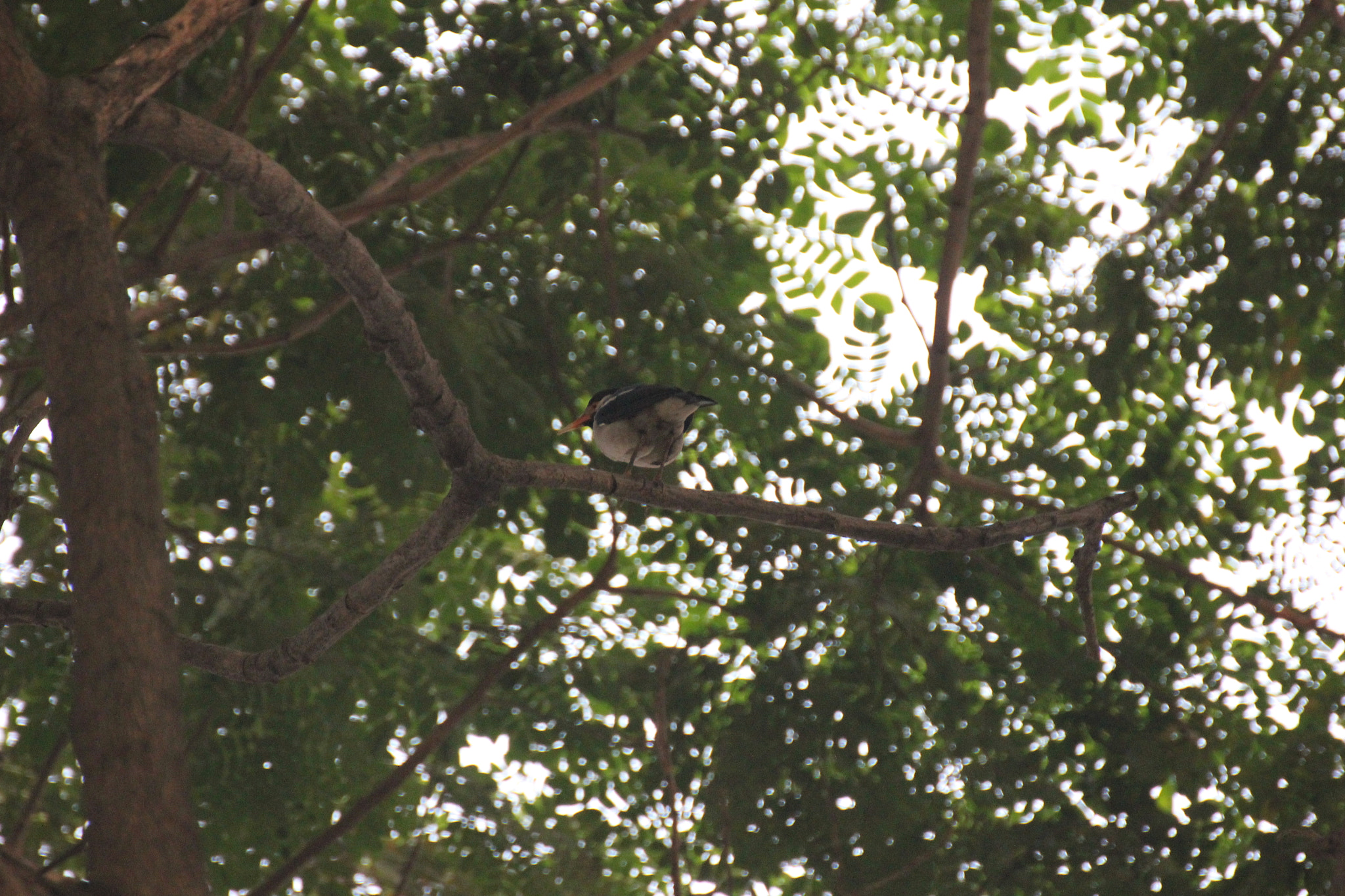 Tamron SP 35mm F1.8 Di VC USD sample photo. Asian pied starling photography