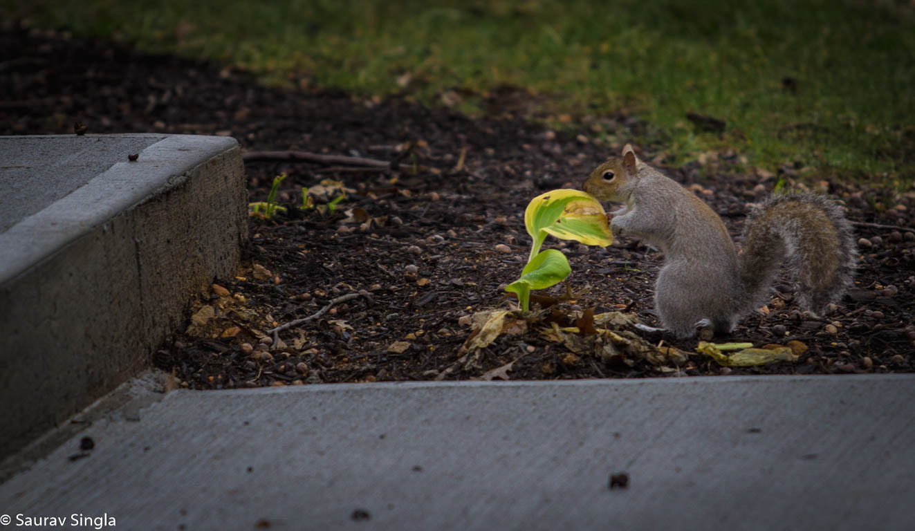 Canon EF 70-200mm F2.8L USM sample photo. Squirrel photography