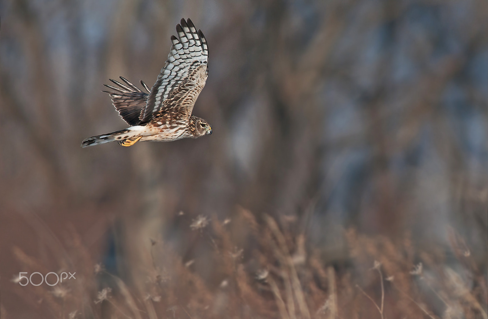 Nikon AF-S Nikkor 300mm F2.8G ED-IF VR sample photo. Female northern harrier photography