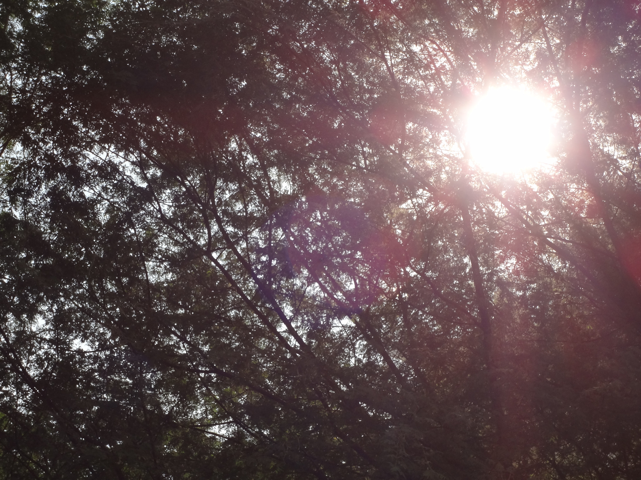 Sony DSC-WX9 sample photo. Peek-a-boo photography