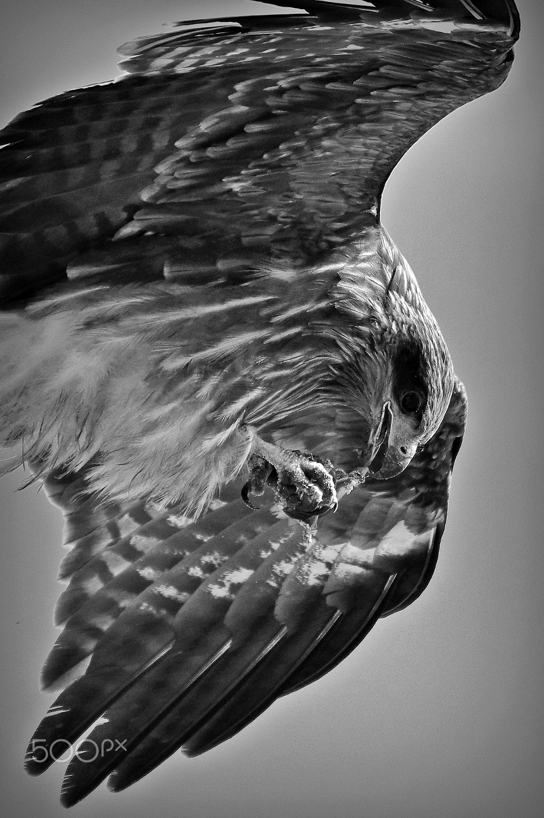 Sigma 70-300mm F4-5.6 DG OS sample photo. Black kite photography