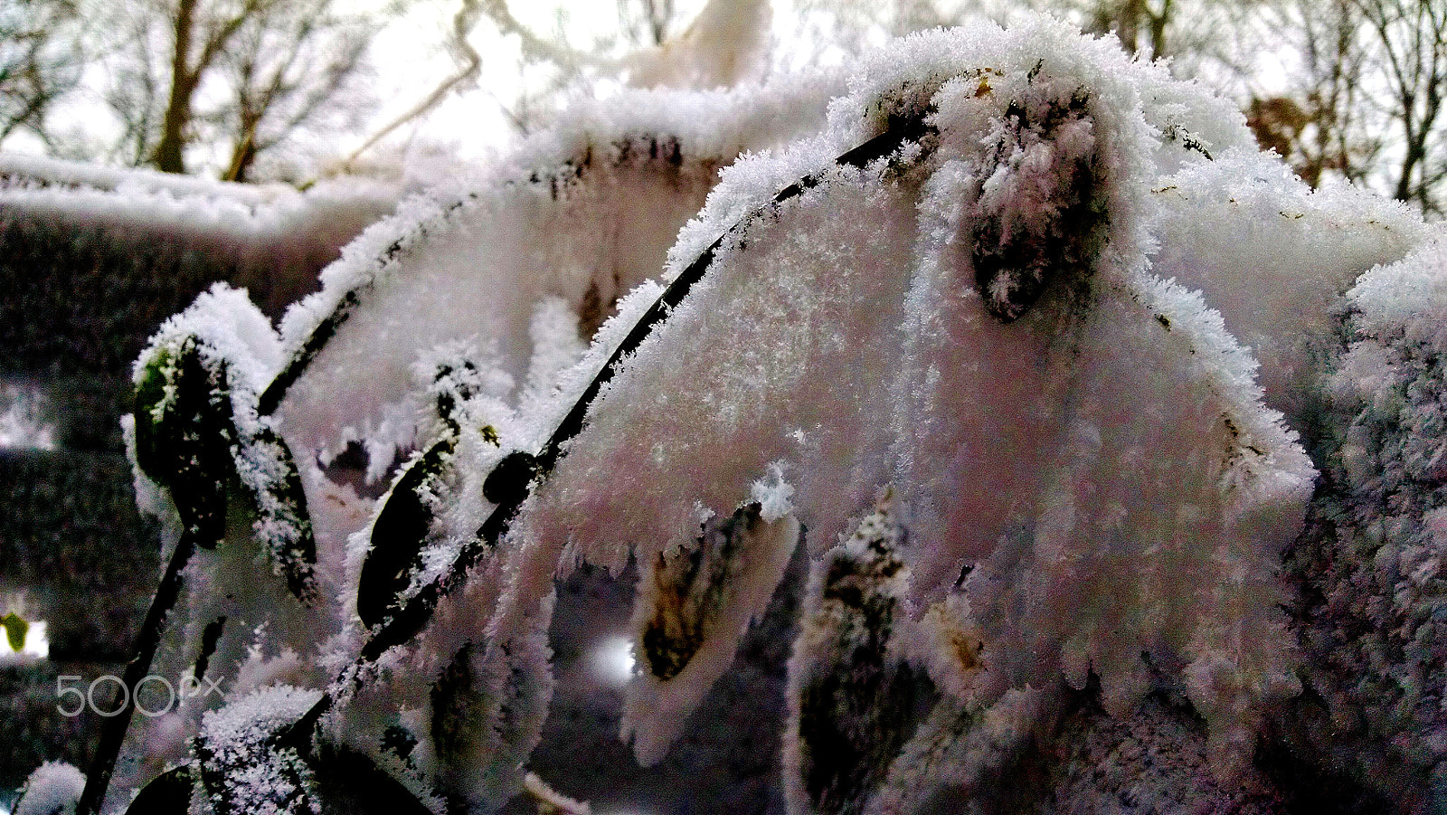 Motorola Droid Mini sample photo. Hoarfrost photography
