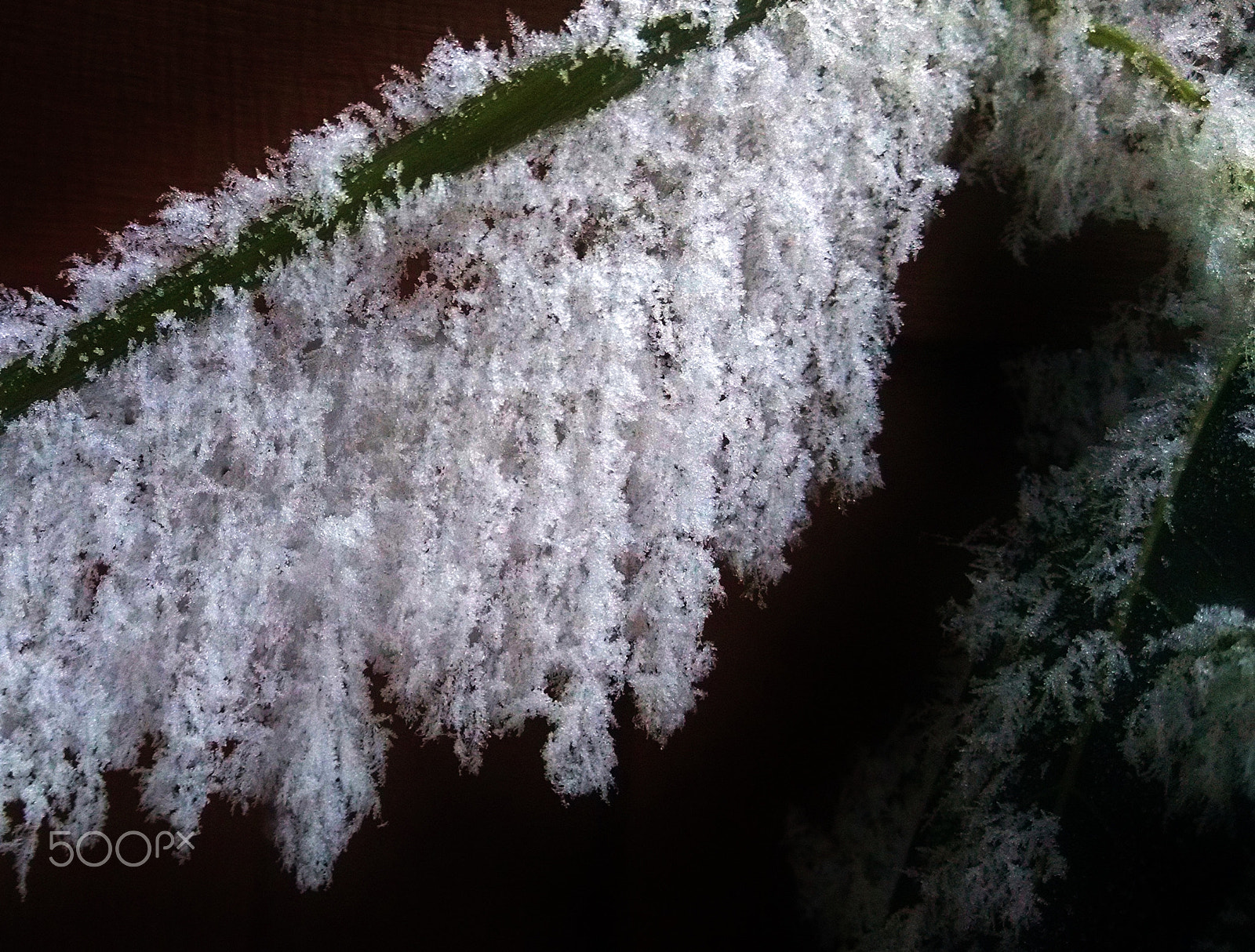 Motorola Droid Mini sample photo. Hoarfrost photography
