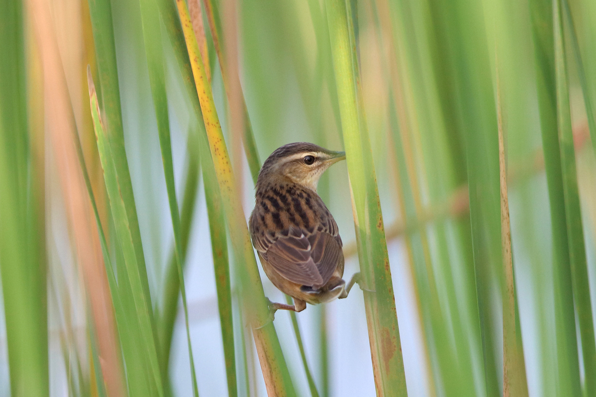 Canon EF 400mm F2.8L IS II USM sample photo. Can you see me? photography