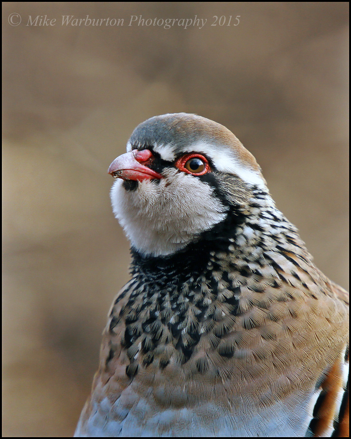 Sigma 50-500mm f/4-6.3 APO HSM EX sample photo. Red legged partridge photography
