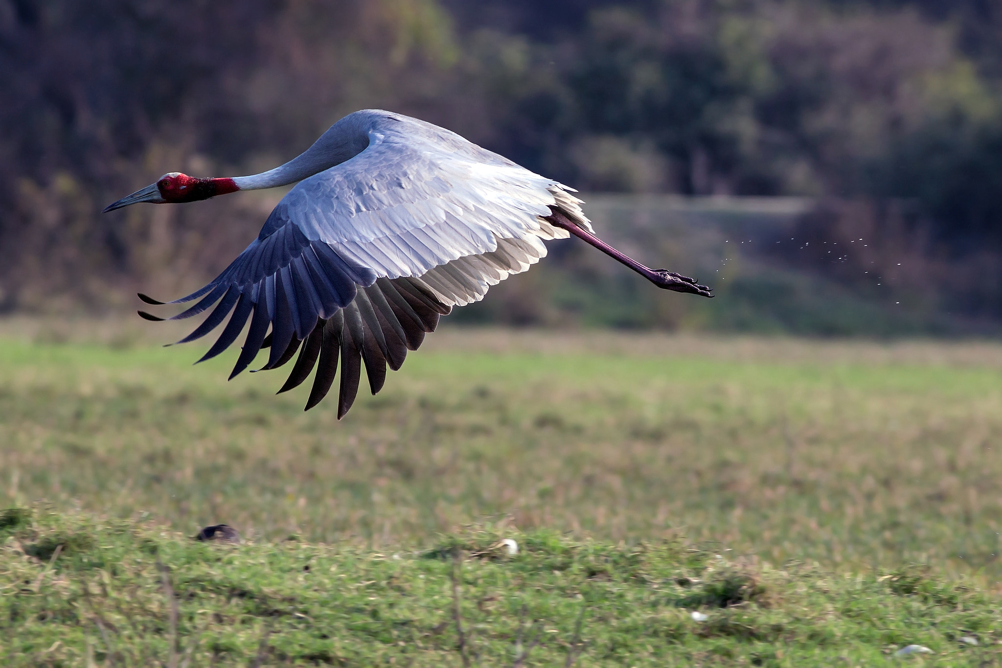 Canon EF 400mm F5.6L USM sample photo. Sarus crane photography