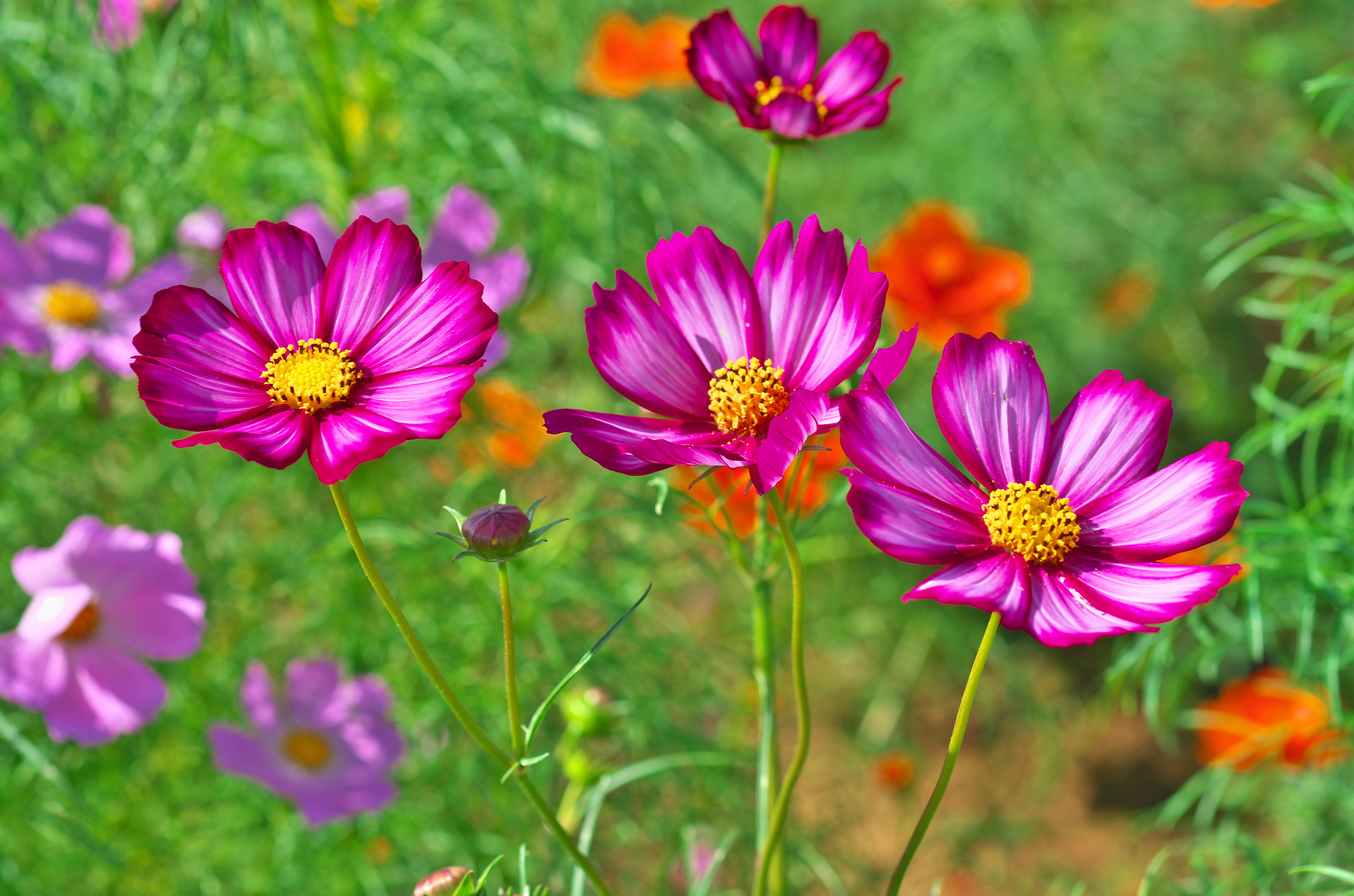 Pentax K-5 sample photo. Cosmos photography