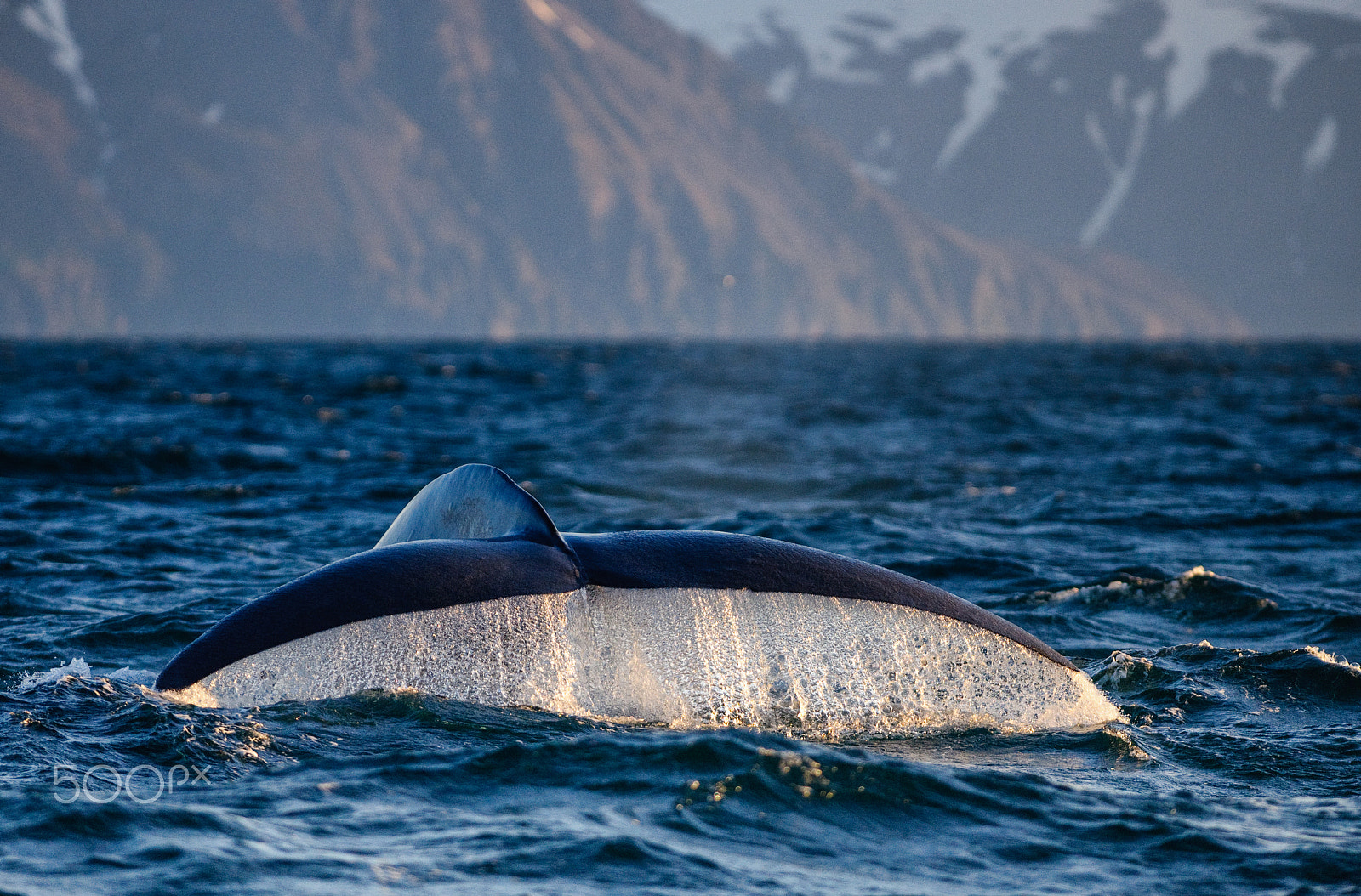 Nikon AF-S Nikkor 300mm F2.8G ED-IF VR sample photo. Blue whale photography