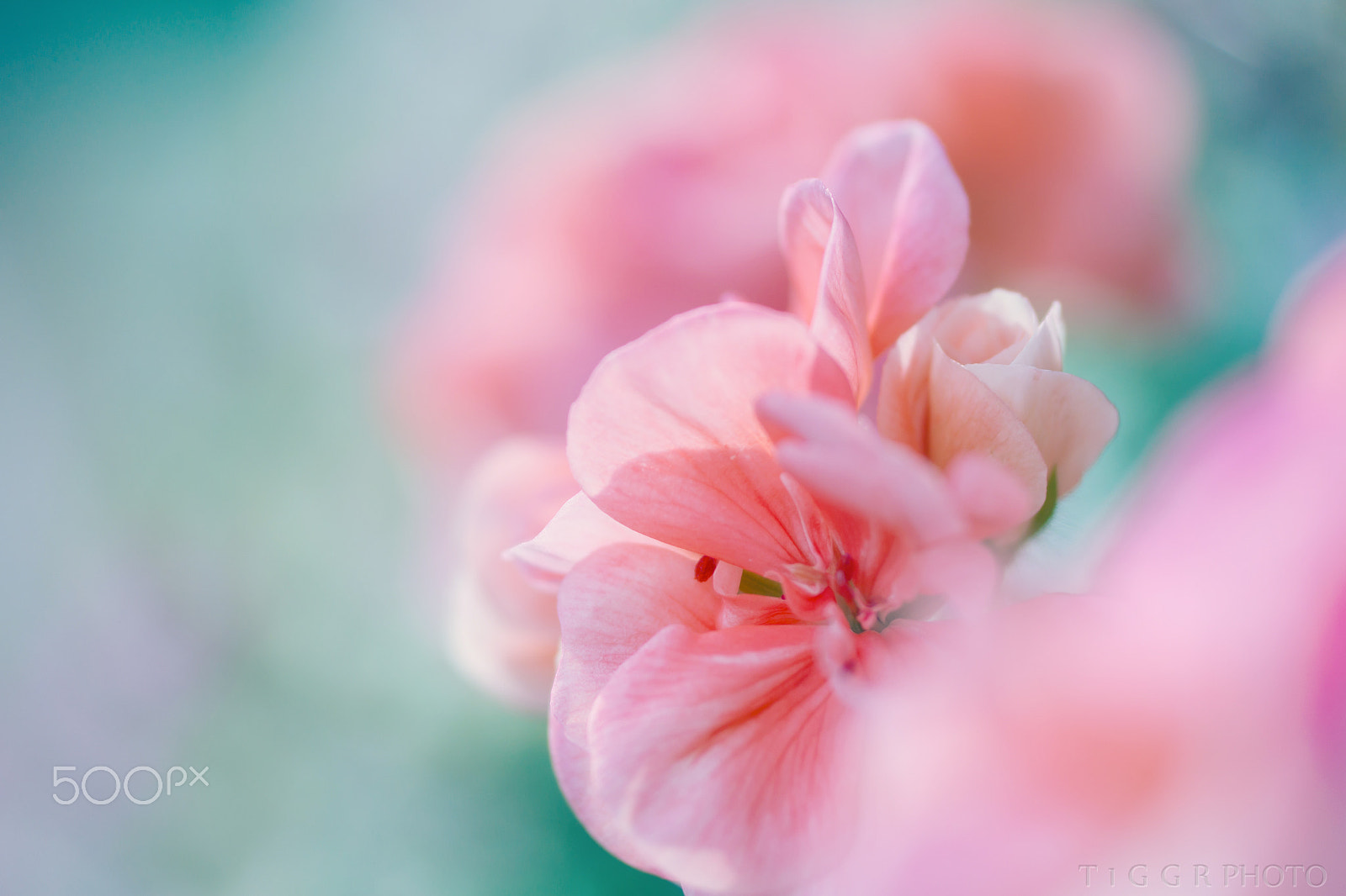 Samsung NX30 + Samsung NX 60mm F2.8 Macro ED OIS SSA sample photo. Softly photography