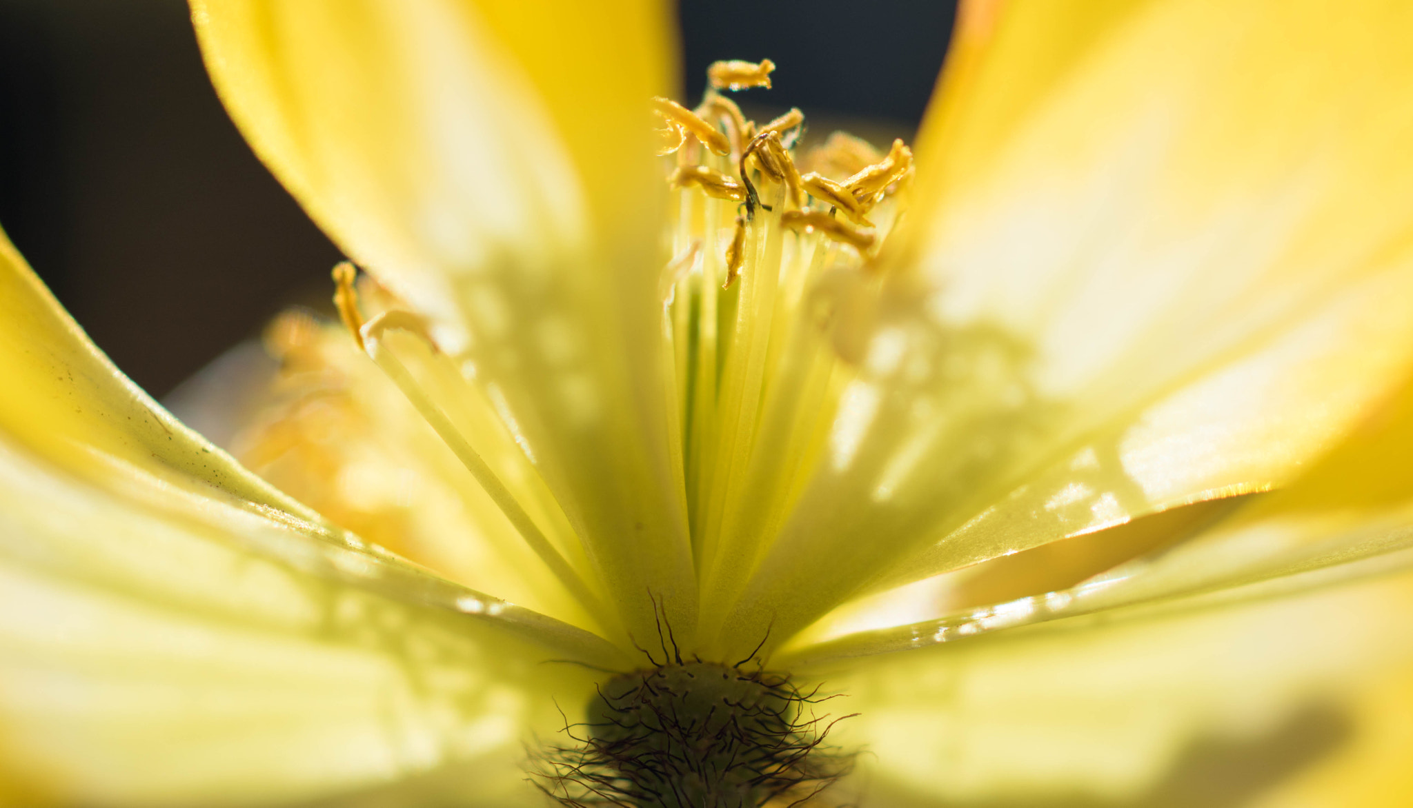 Sony ILCA-77M2 + Sony 50mm F2.8 Macro sample photo. Sunlit photography