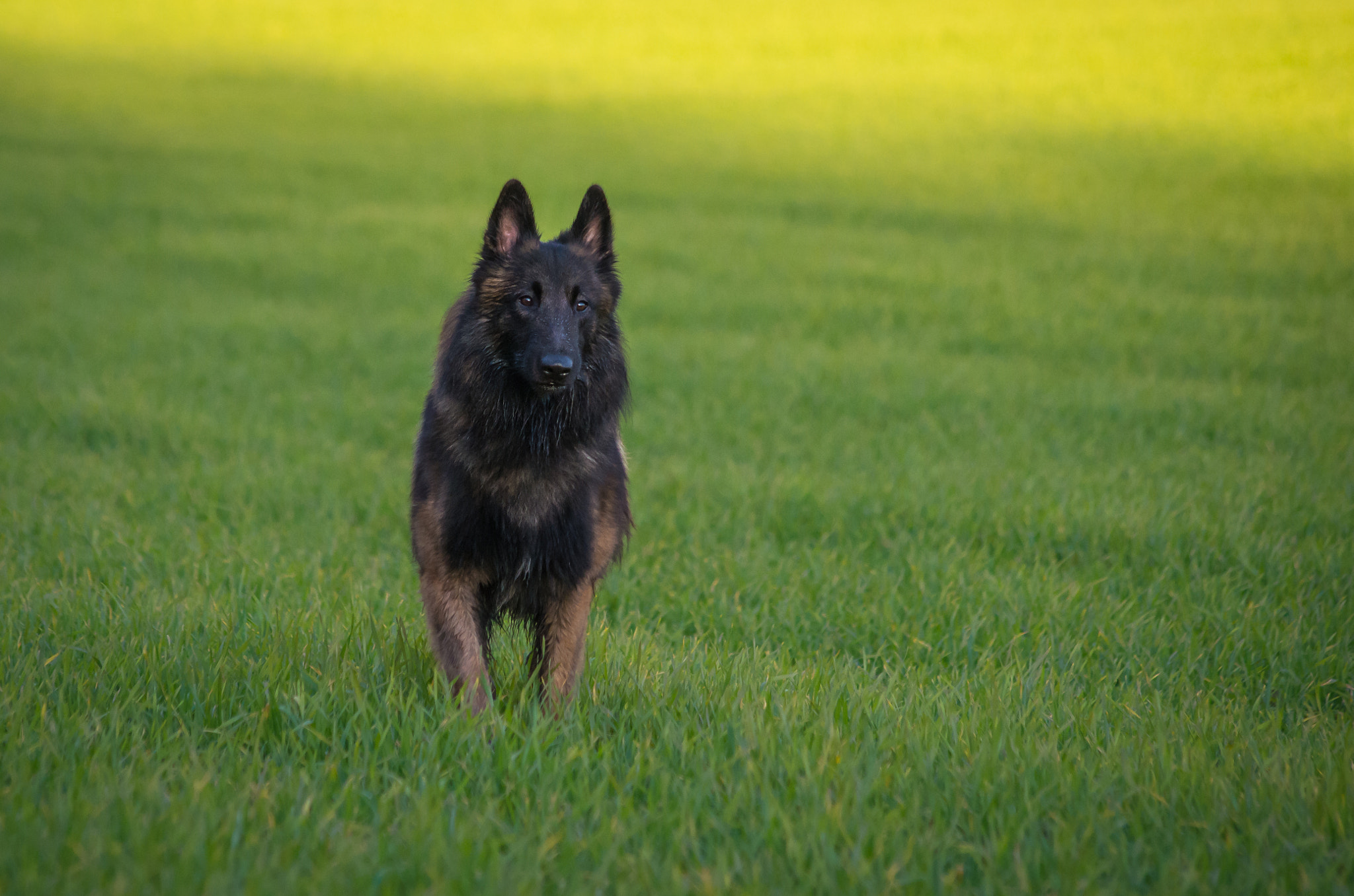 HD Pentax DA 55-300mm F4.0-5.8 ED WR sample photo. Tervuren photography