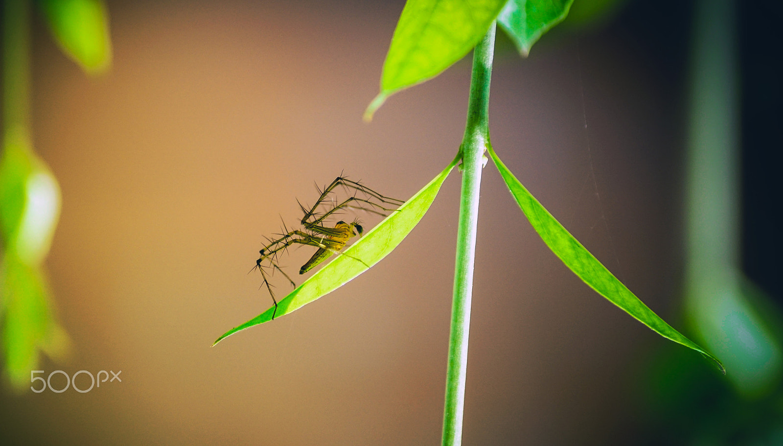 Sony ILCA-77M2 + Sony DT 55-200mm F4-5.6 SAM sample photo. A spider photography