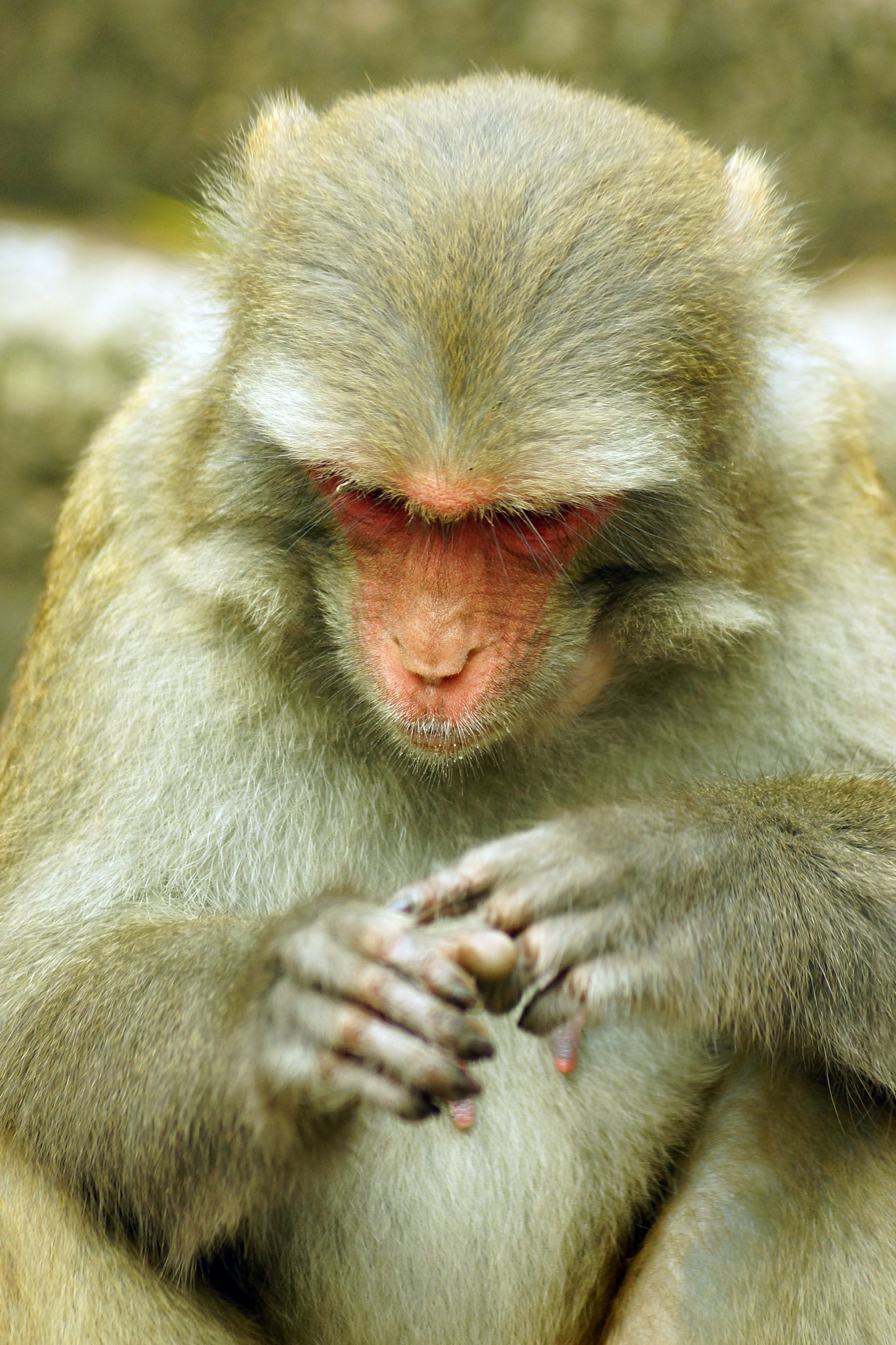 Sony SLT-A65 (SLT-A65V) + Sony DT 55-200mm F4-5.6 SAM sample photo. Rhesus macaque (macaca mulatta) photography