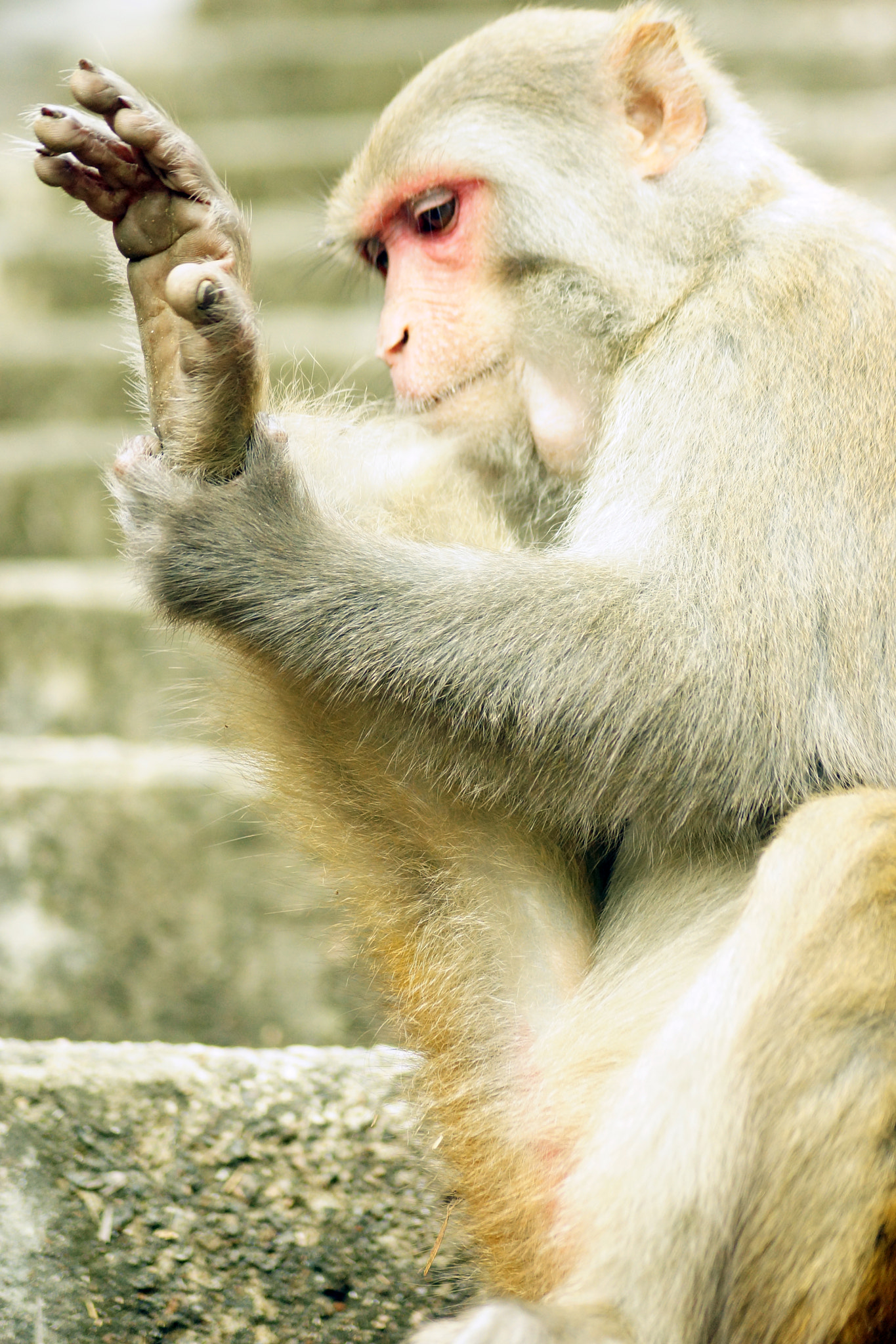 Sony SLT-A65 (SLT-A65V) + Sony DT 55-200mm F4-5.6 SAM sample photo. Rhesus macaque (macaca mulatta) photography