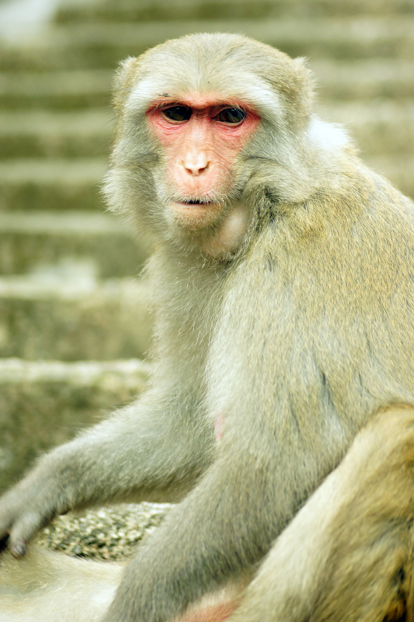 Sony SLT-A65 (SLT-A65V) + Sony DT 55-200mm F4-5.6 SAM sample photo. Rhesus macaque (macaca mulatta) photography