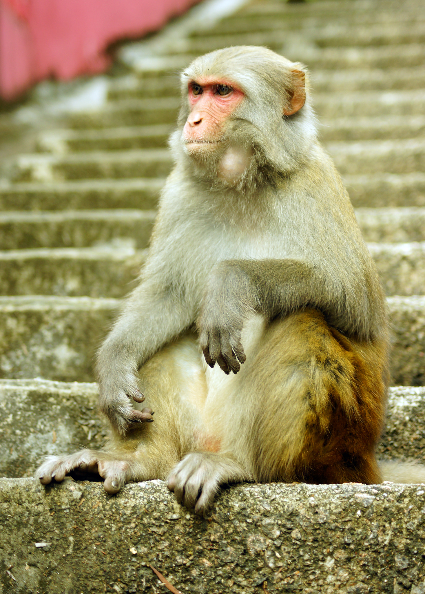 Sony SLT-A65 (SLT-A65V) + Sony DT 55-200mm F4-5.6 SAM sample photo. Rhesus macaque (macaca mulatta) photography