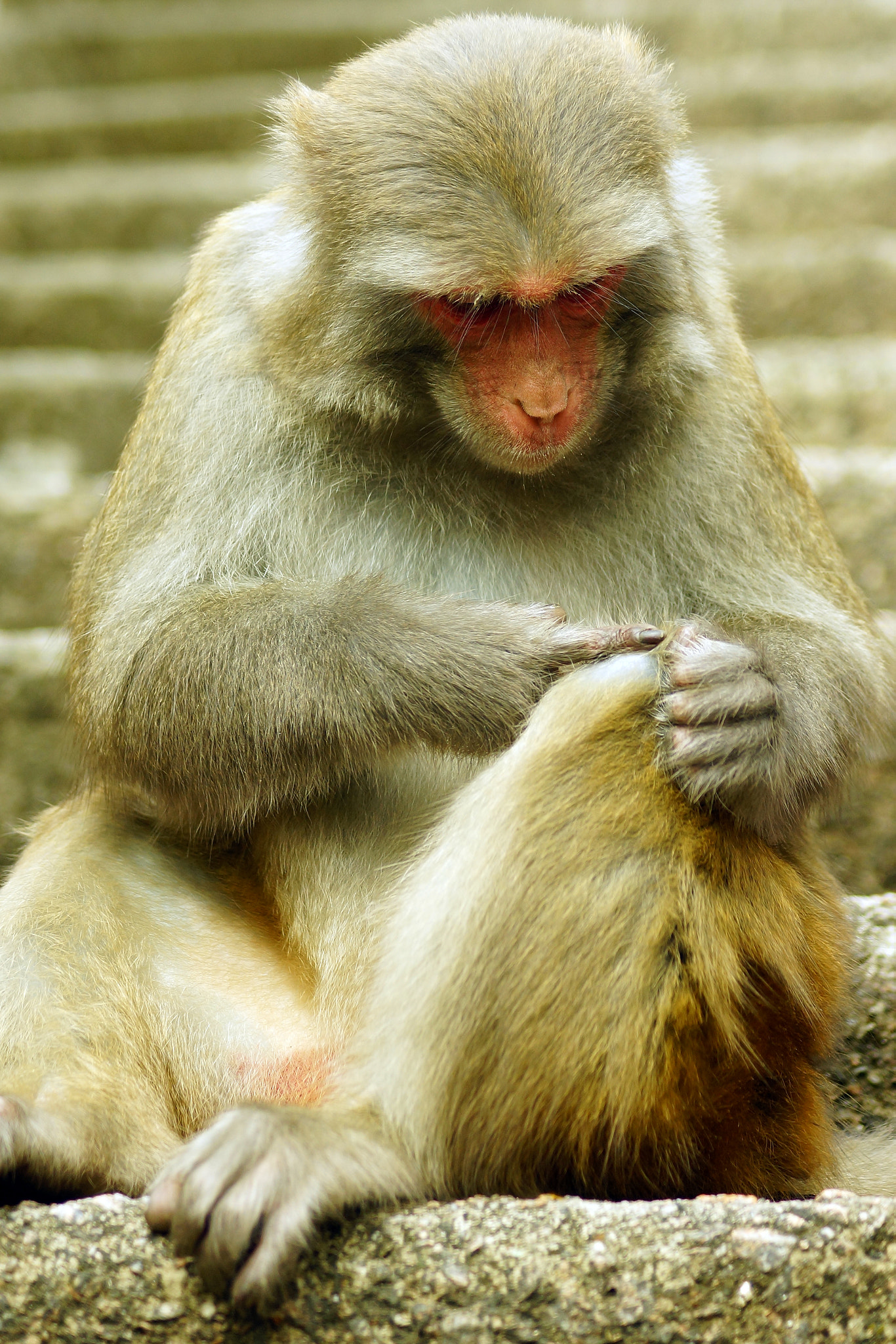 Sony SLT-A65 (SLT-A65V) + Sony DT 55-200mm F4-5.6 SAM sample photo. Rhesus macaque (macaca mulatta) photography