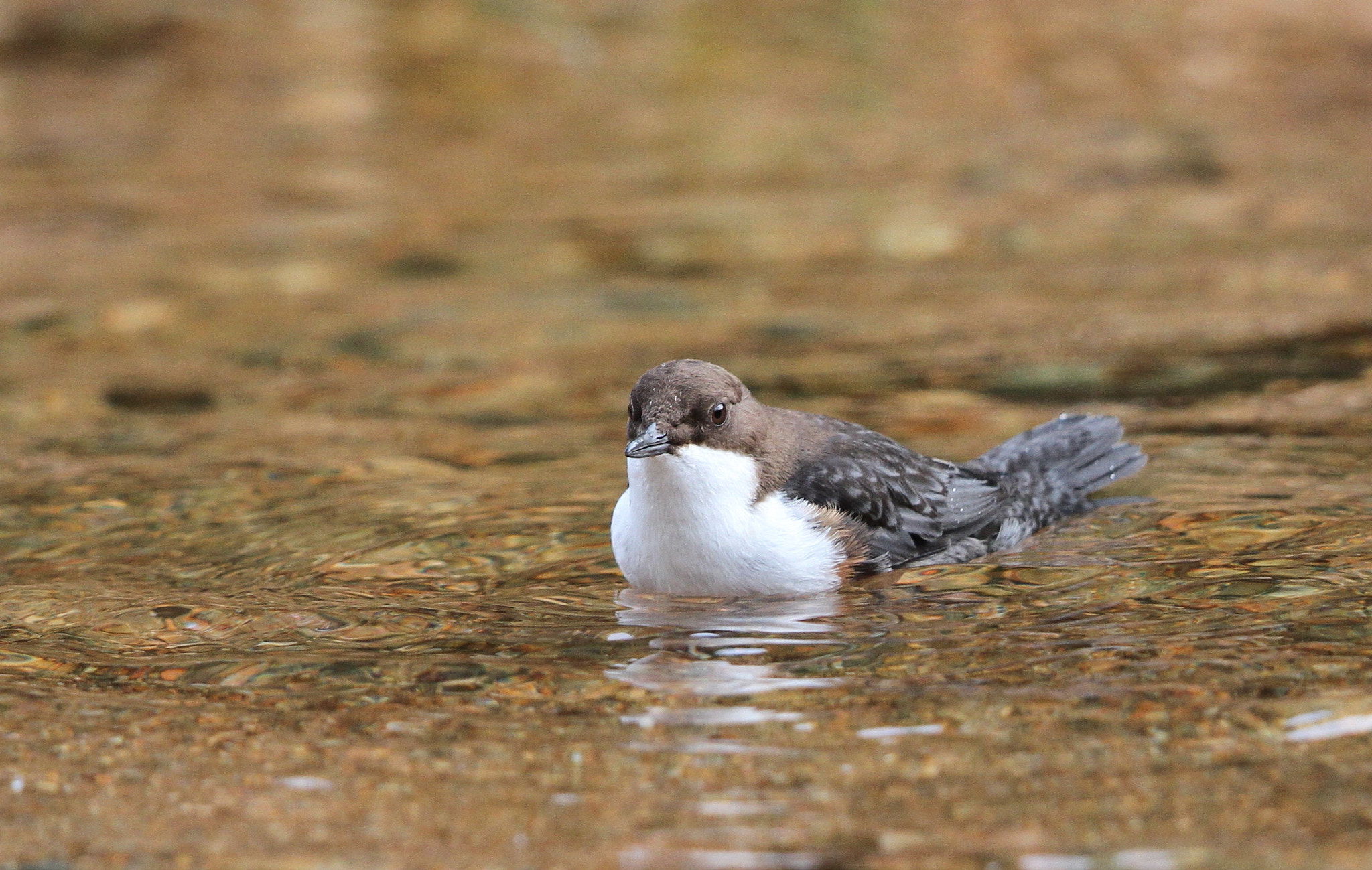 Canon EF 500mm F4L IS II USM sample photo. Swimming dipper photography