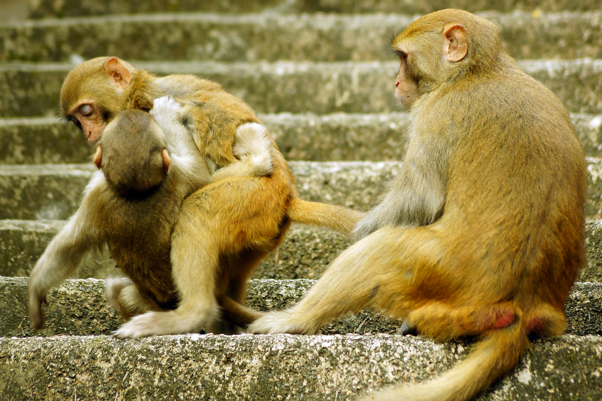 Sony SLT-A65 (SLT-A65V) + Sony DT 55-200mm F4-5.6 SAM sample photo. Rhesus macaque (macaca mulatta) photography