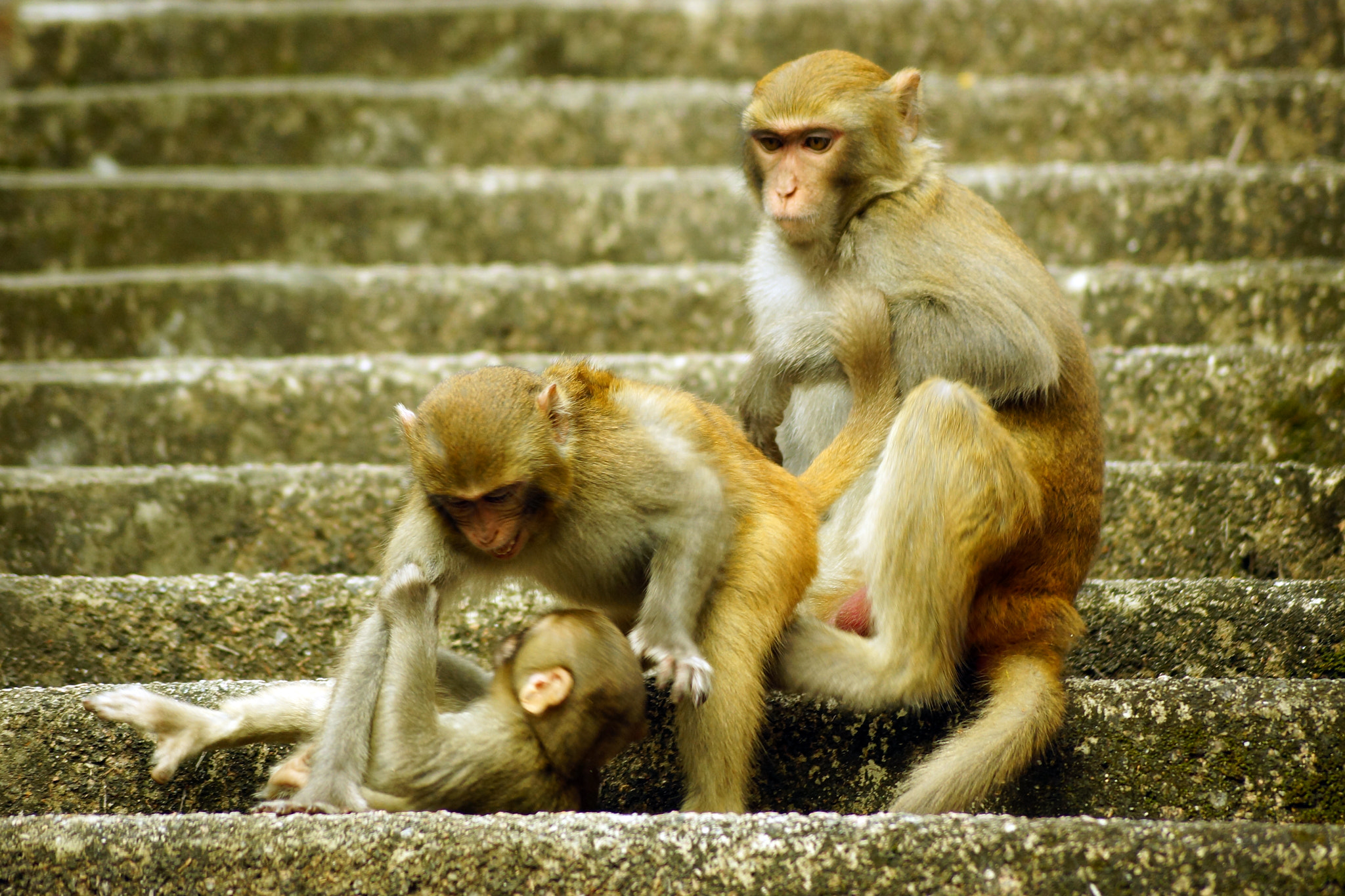 Sony SLT-A65 (SLT-A65V) + Sony DT 55-200mm F4-5.6 SAM sample photo. Rhesus macaque (macaca mulatta) photography