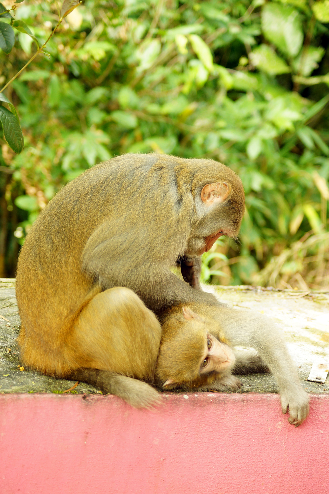 Sony SLT-A65 (SLT-A65V) + Sony DT 55-200mm F4-5.6 SAM sample photo. Rhesus macaque (macaca mulatta) photography