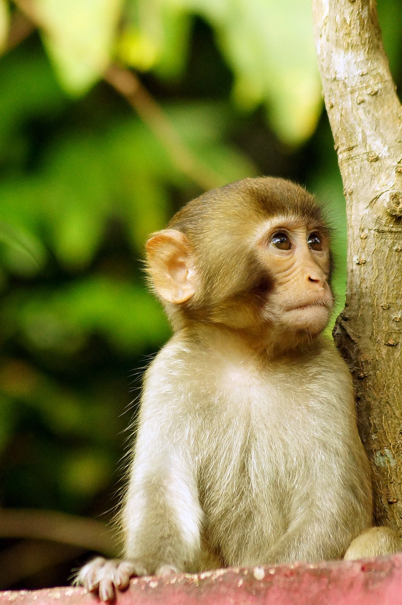 Sony SLT-A65 (SLT-A65V) + Sony DT 55-200mm F4-5.6 SAM sample photo. Rhesus macaque (macaca mulatta) photography