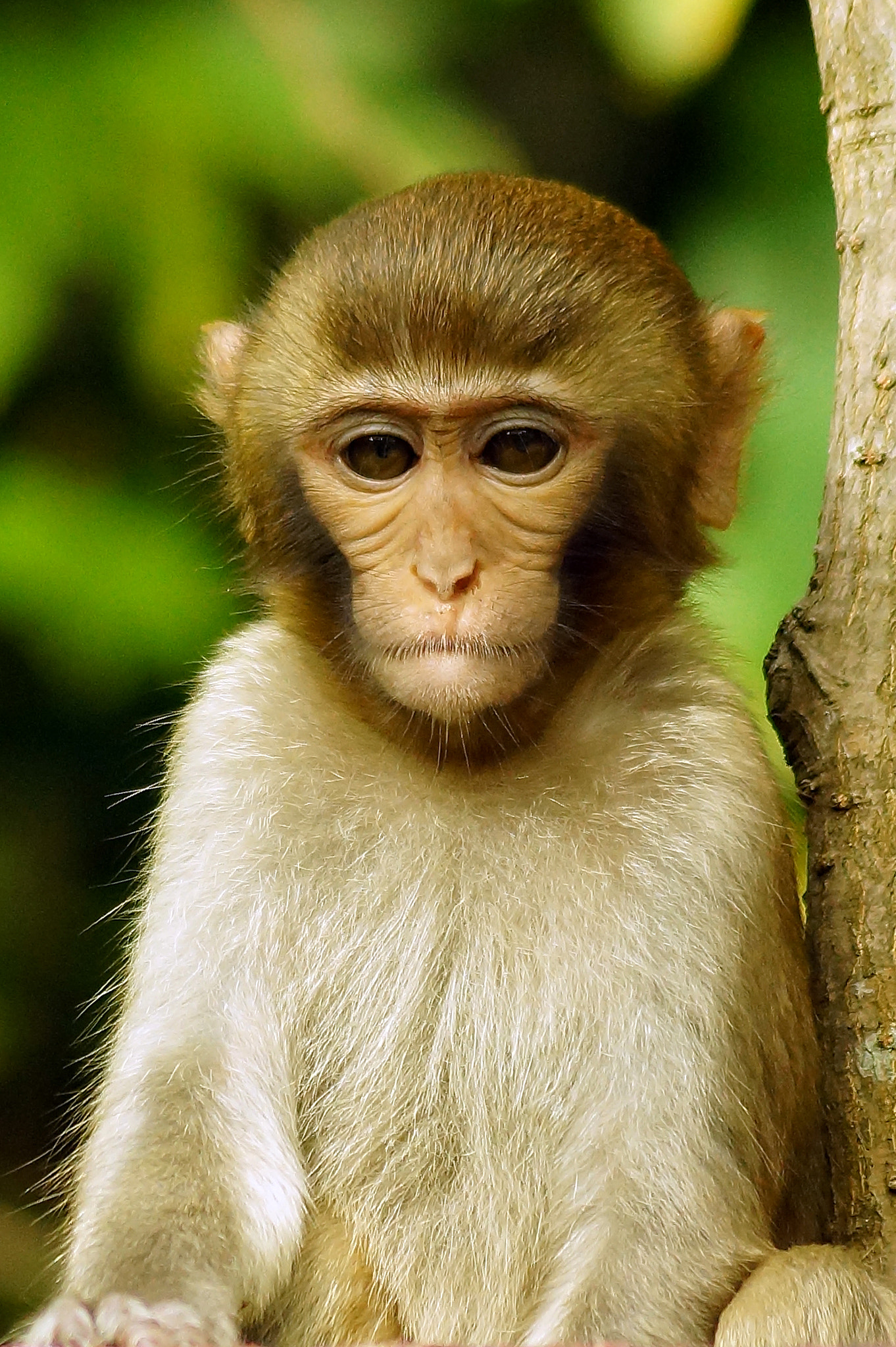 Sony SLT-A65 (SLT-A65V) + Sony DT 55-200mm F4-5.6 SAM sample photo. Rhesus macaque (macaca mulatta) photography