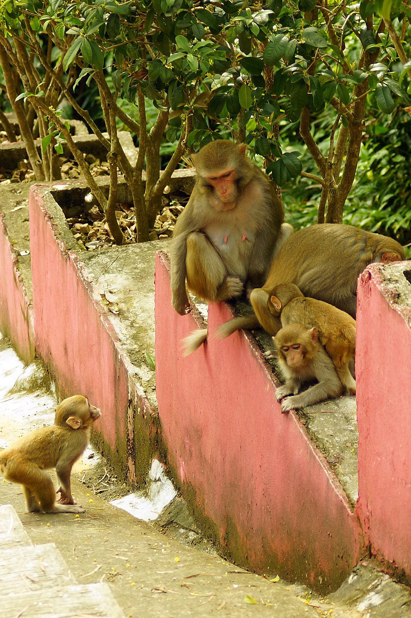 Sony SLT-A65 (SLT-A65V) + Sony DT 55-200mm F4-5.6 SAM sample photo. Rhesus macaque (macaca mulatta) photography