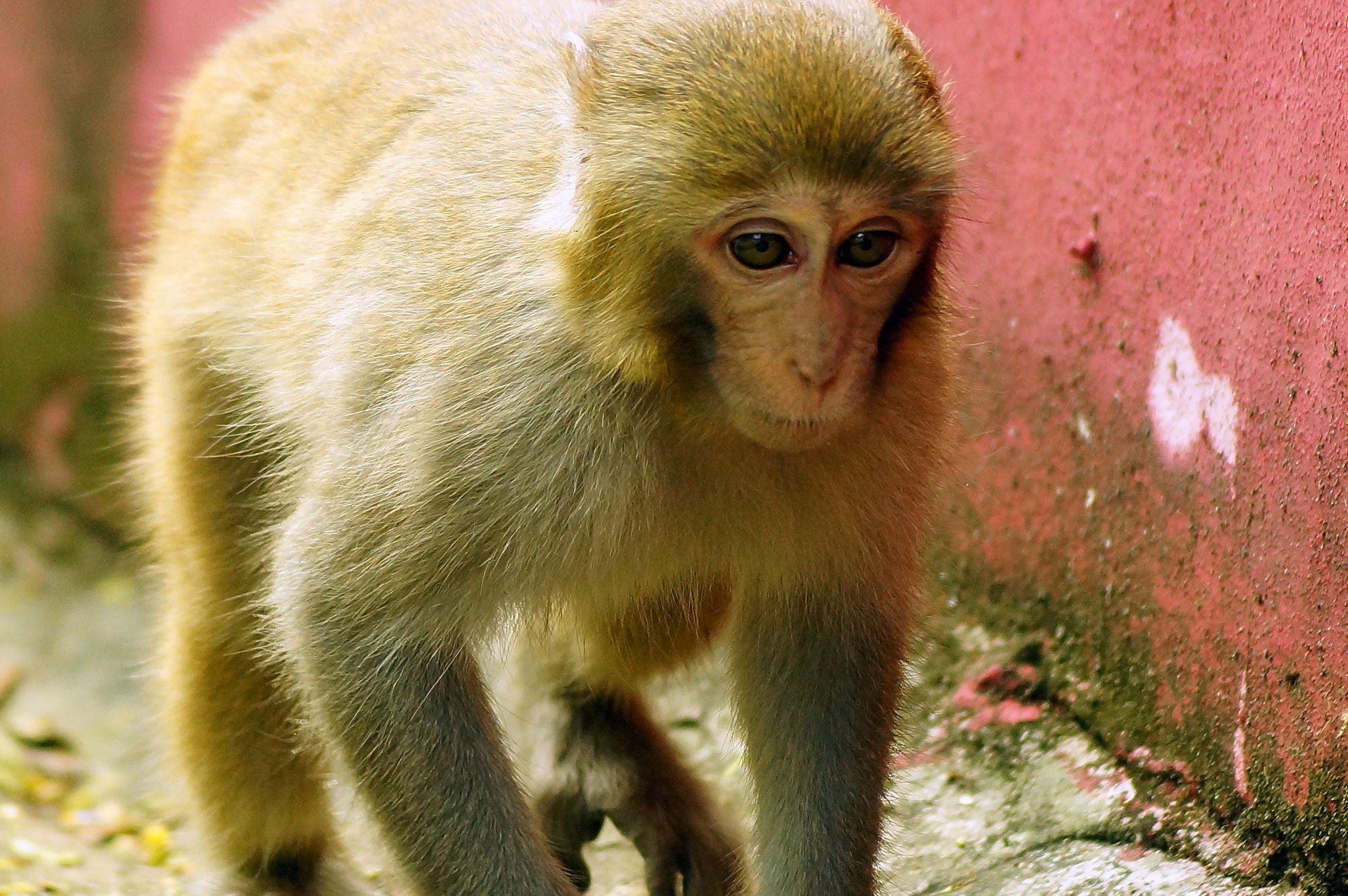 Sony SLT-A65 (SLT-A65V) + Sony DT 55-200mm F4-5.6 SAM sample photo. Rhesus macaque (macaca mulatta) photography