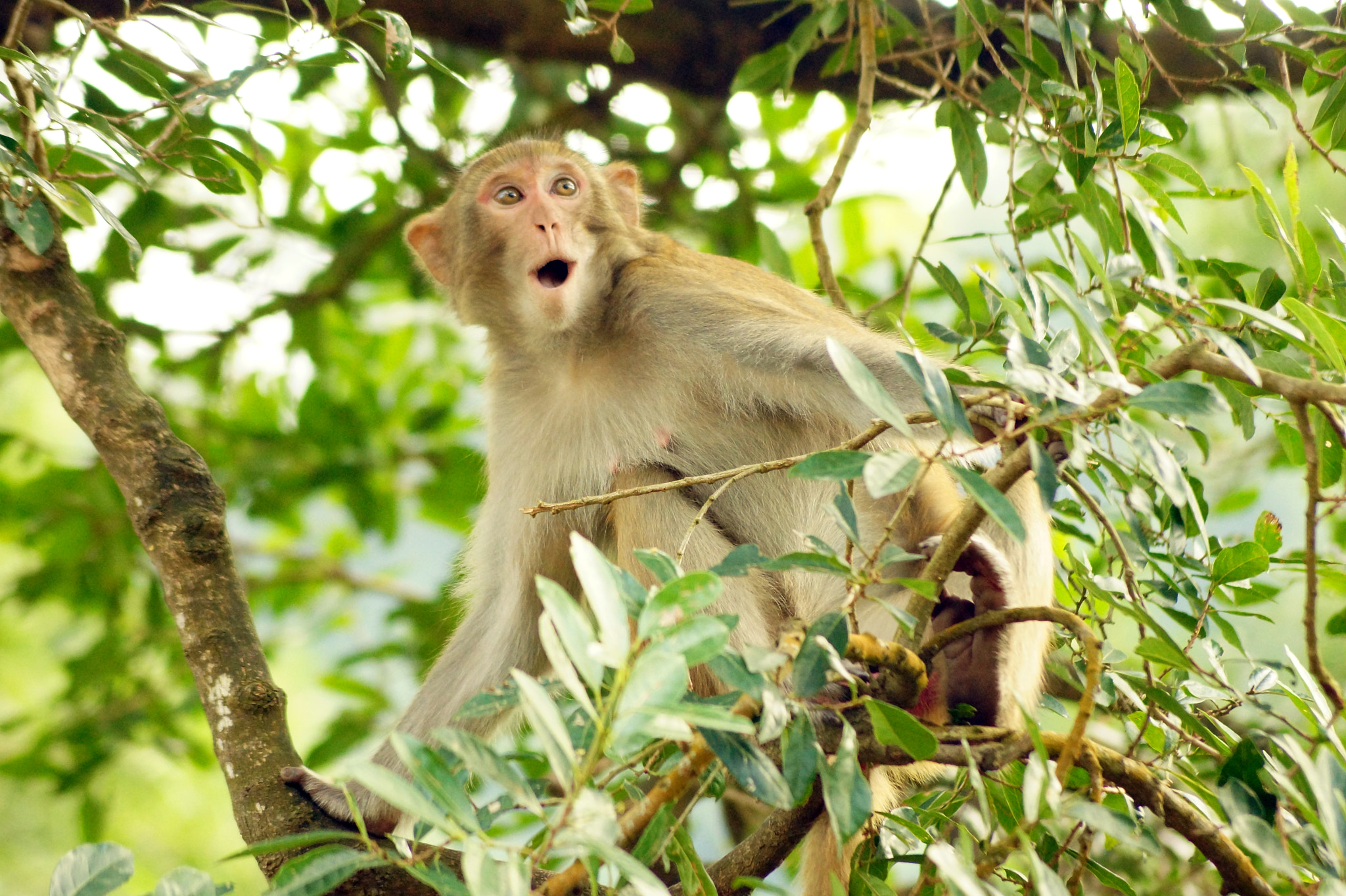 Sony SLT-A65 (SLT-A65V) + Sony DT 55-200mm F4-5.6 SAM sample photo. Rhesus macaque (macaca mulatta) photography