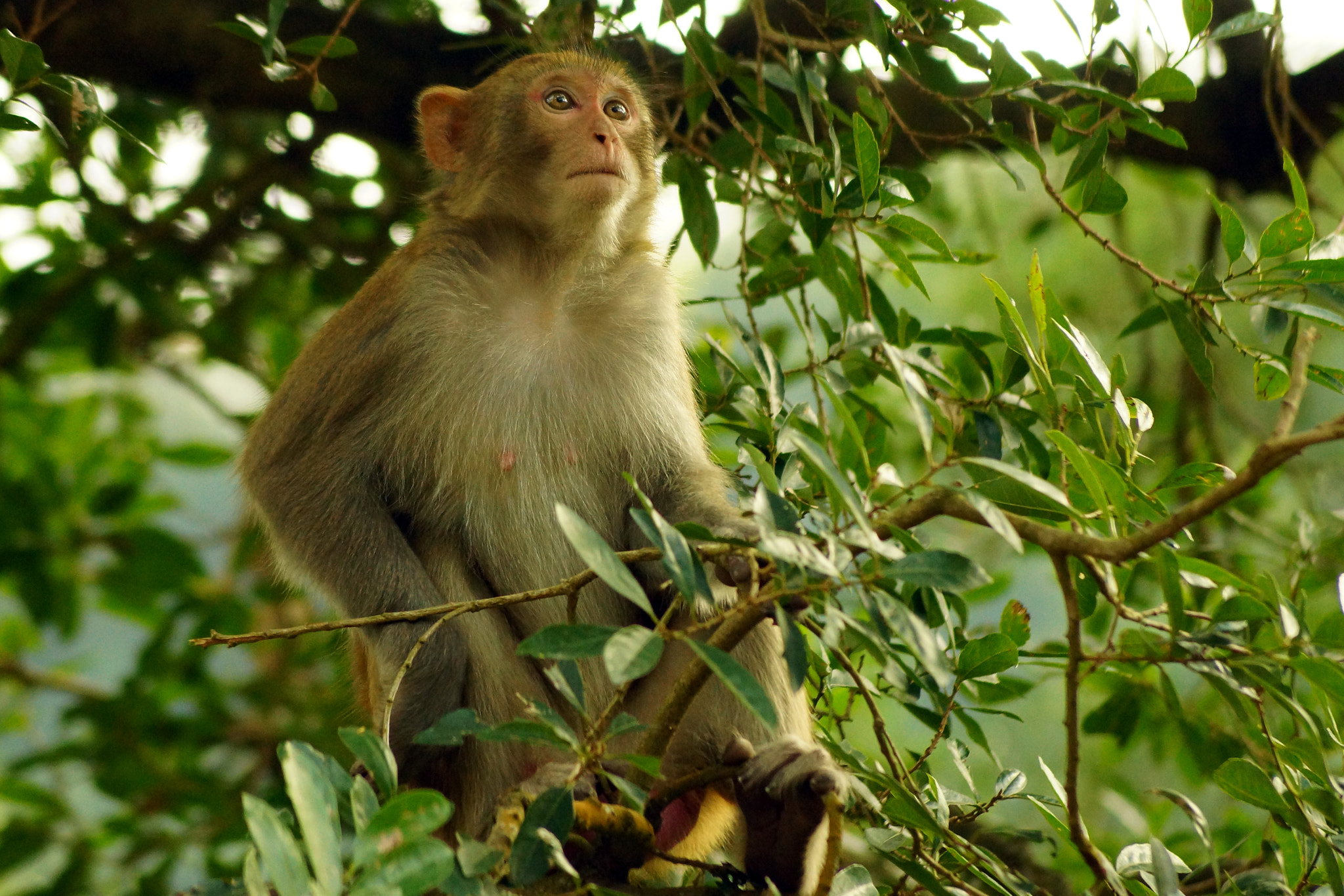 Sony SLT-A65 (SLT-A65V) + Sony DT 55-200mm F4-5.6 SAM sample photo. Rhesus macaque (macaca mulatta) photography