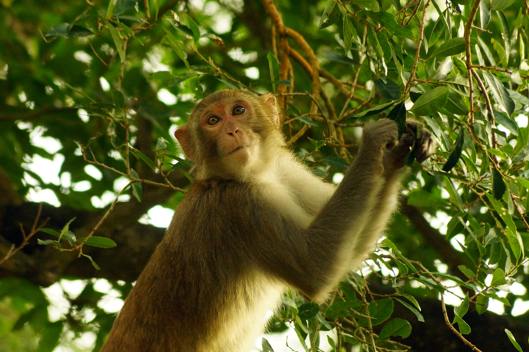 Sony SLT-A65 (SLT-A65V) + Sony DT 55-200mm F4-5.6 SAM sample photo. Rhesus macaque (macaca mulatta) photography