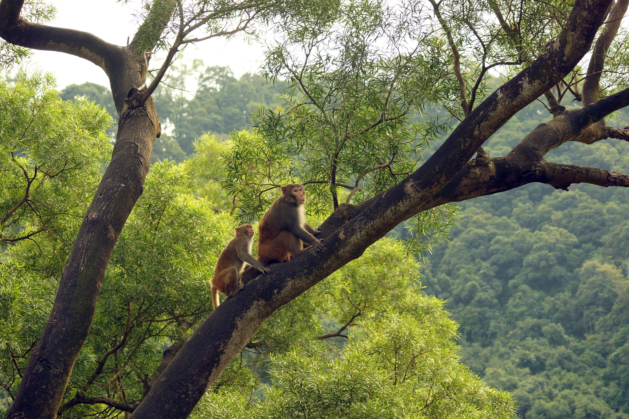 Sony SLT-A65 (SLT-A65V) + Sony DT 55-200mm F4-5.6 SAM sample photo. Rhesus macaque (macaca mulatta) photography