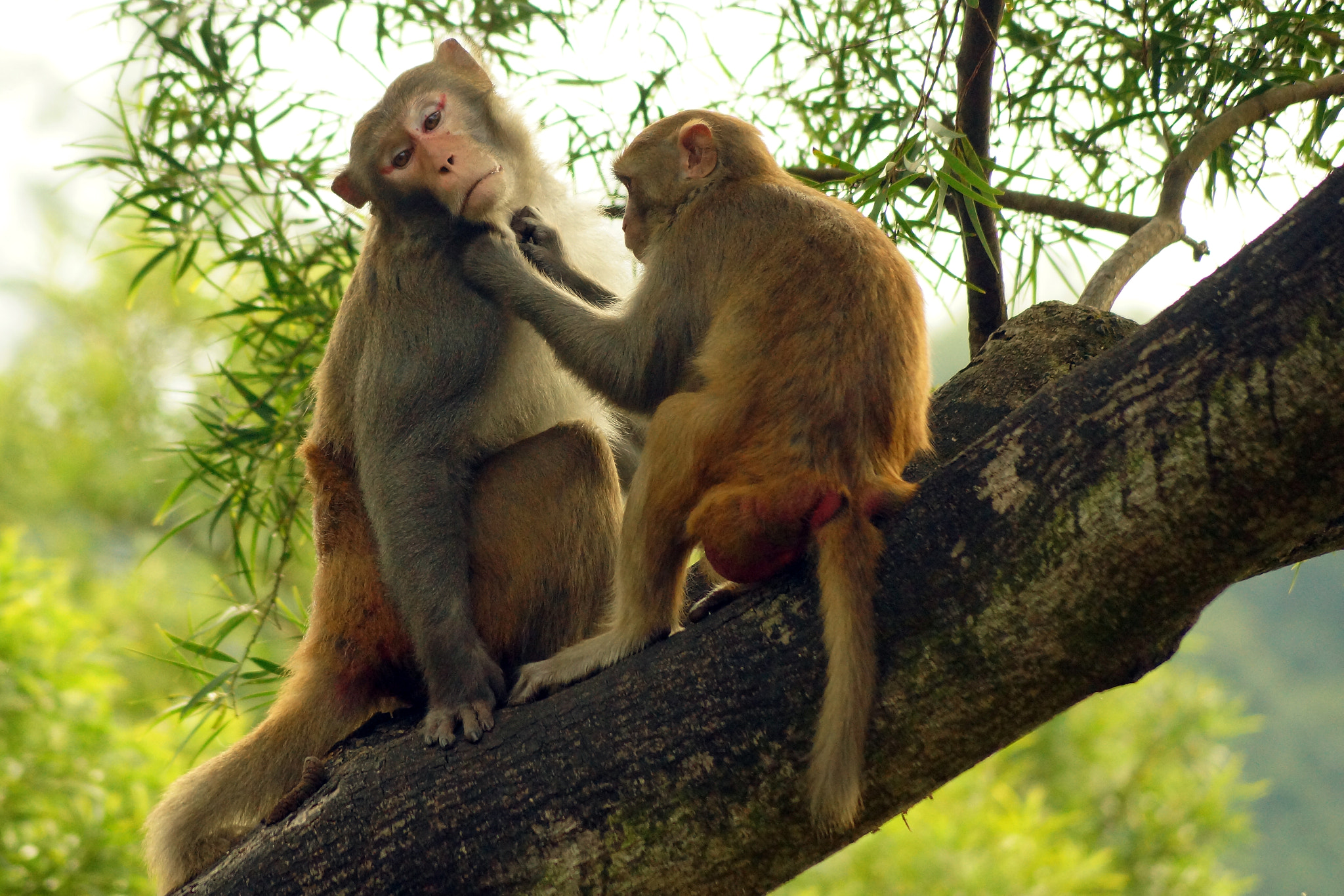 Sony SLT-A65 (SLT-A65V) + Sony DT 55-200mm F4-5.6 SAM sample photo. Rhesus macaque (macaca mulatta) photography
